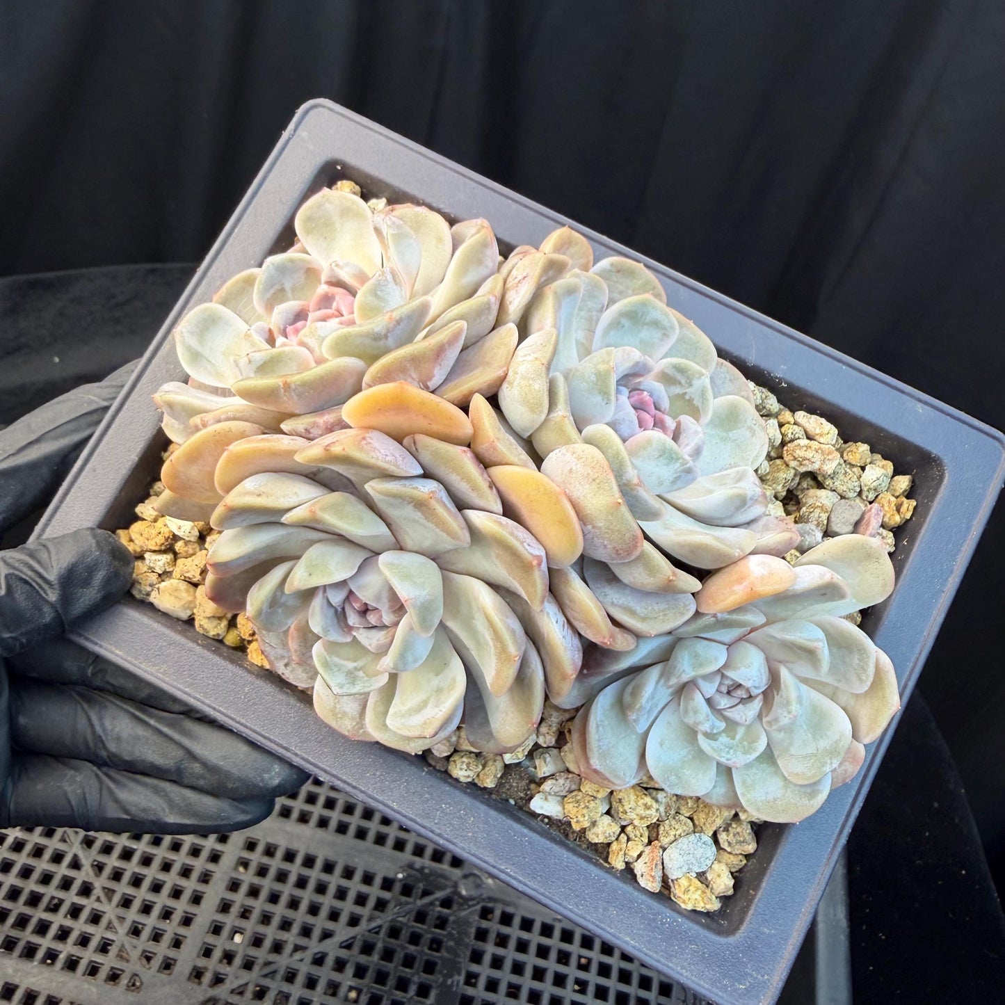 Echeveria  ‘Tynee burger cluster' , 4heads,  4.6inches , N024