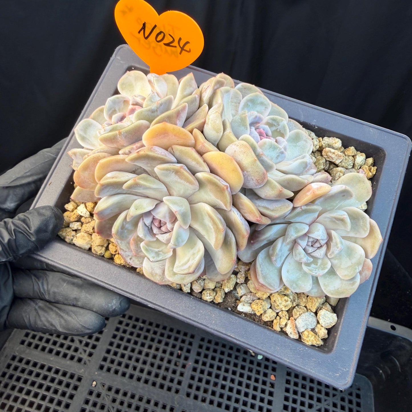Echeveria  ‘Tynee burger cluster' , 4heads,  4.6inches , N024