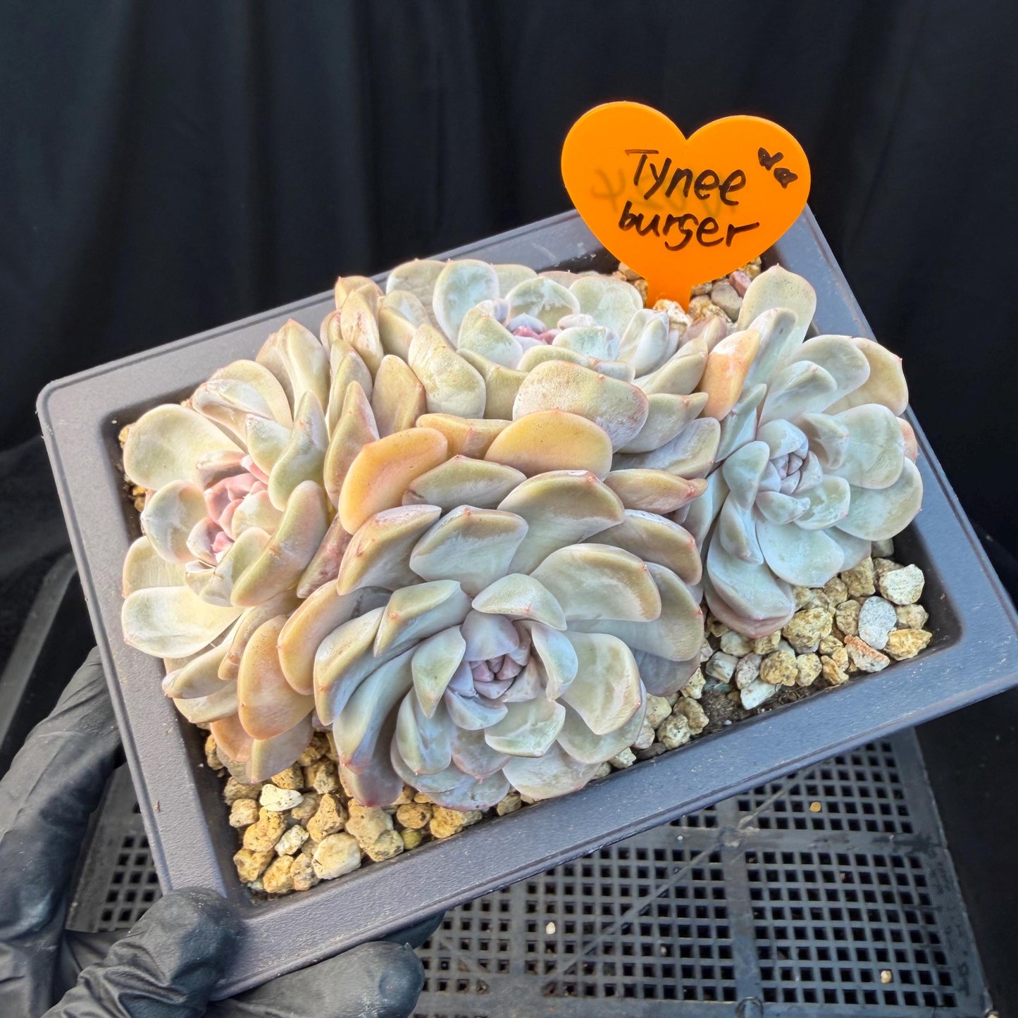 Echeveria  ‘Tynee burger cluster' , 4heads,  4.6inches , N024