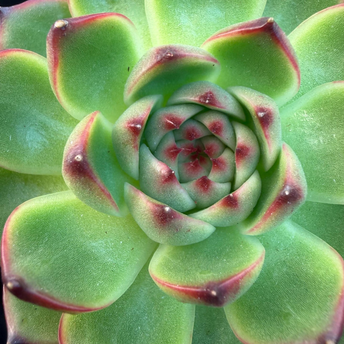 Echeveria  ‘blue dragan',  2.6inches, L20