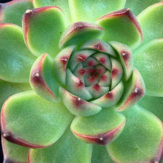 Echeveria  ‘blue dragan',  2.6inches, L20