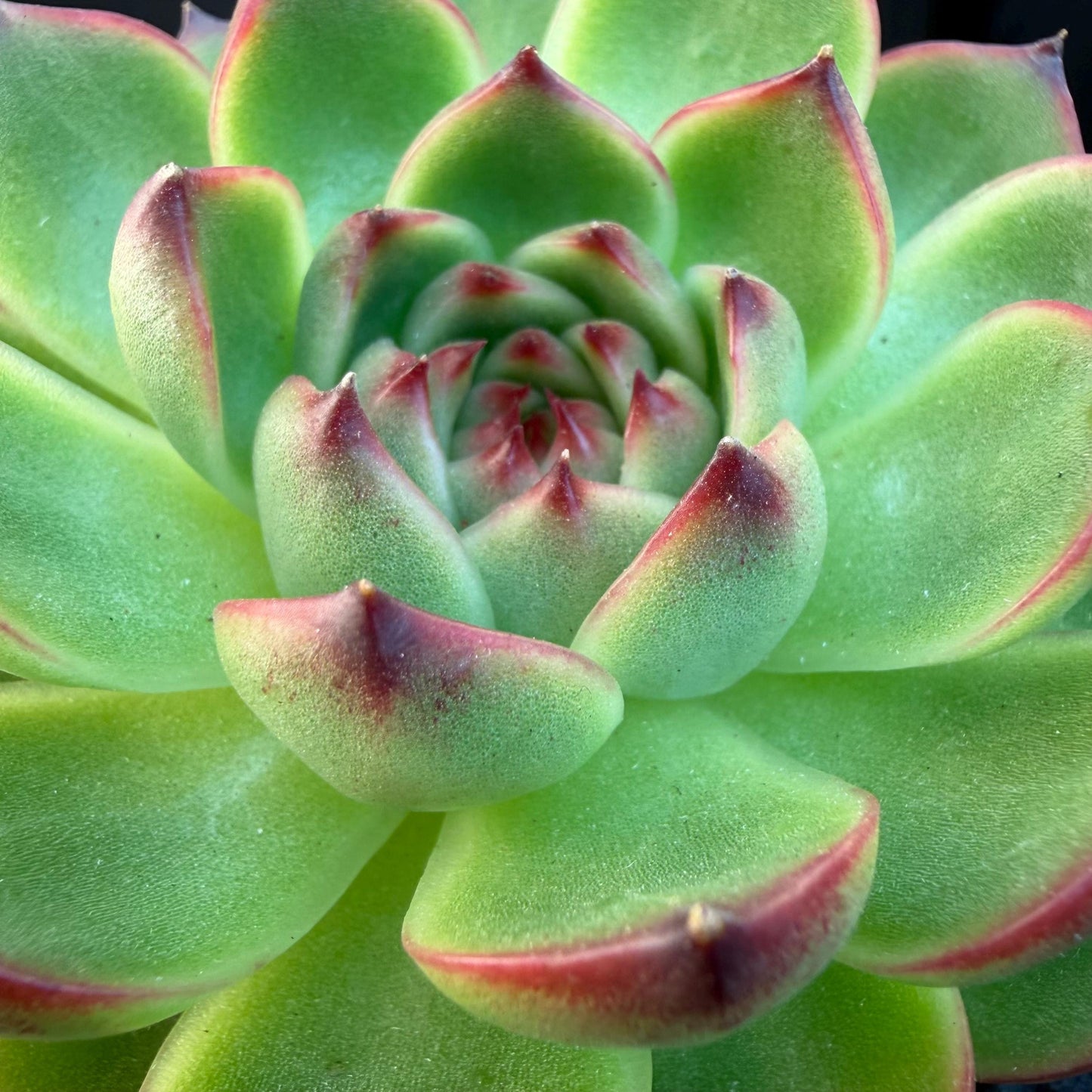 Echeveria  ‘blue dragan',  2.6inches, L20