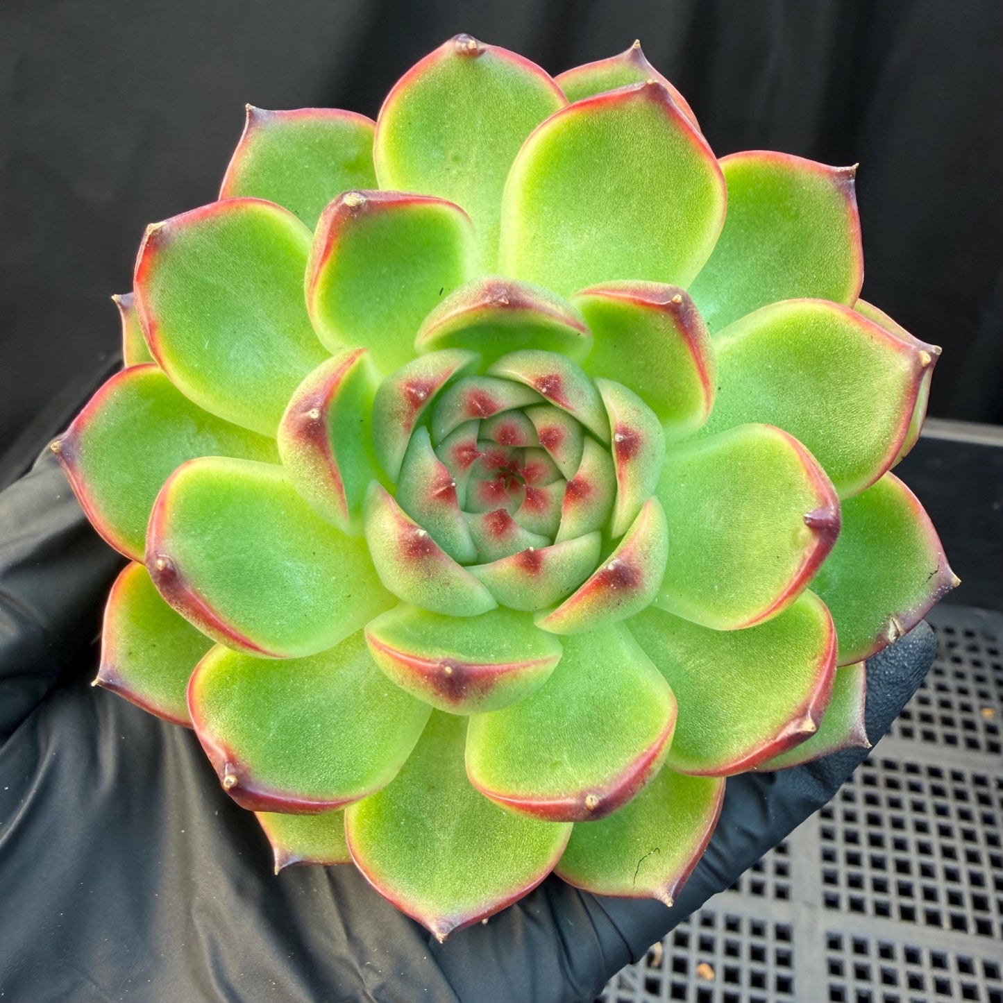 Echeveria  ‘blue dragan',  2.6inches, L20