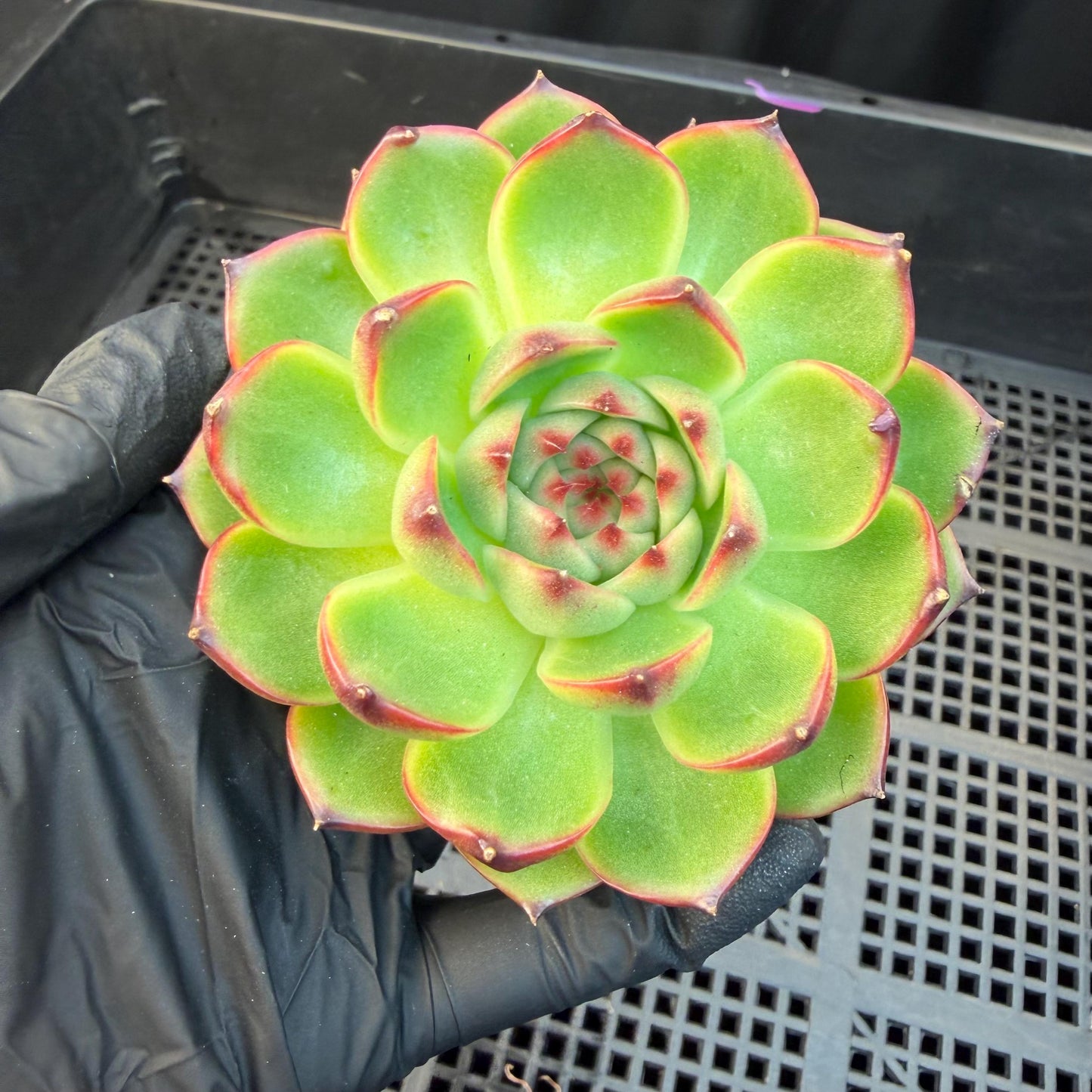 Echeveria  ‘blue dragan',  2.6inches, L20