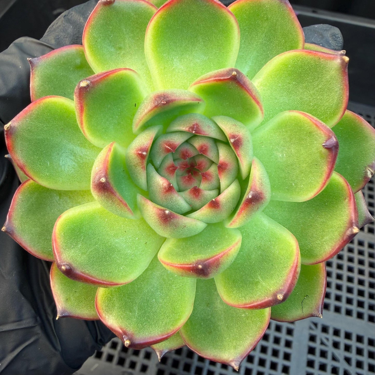 Echeveria  ‘blue dragan',  2.6inches, L20