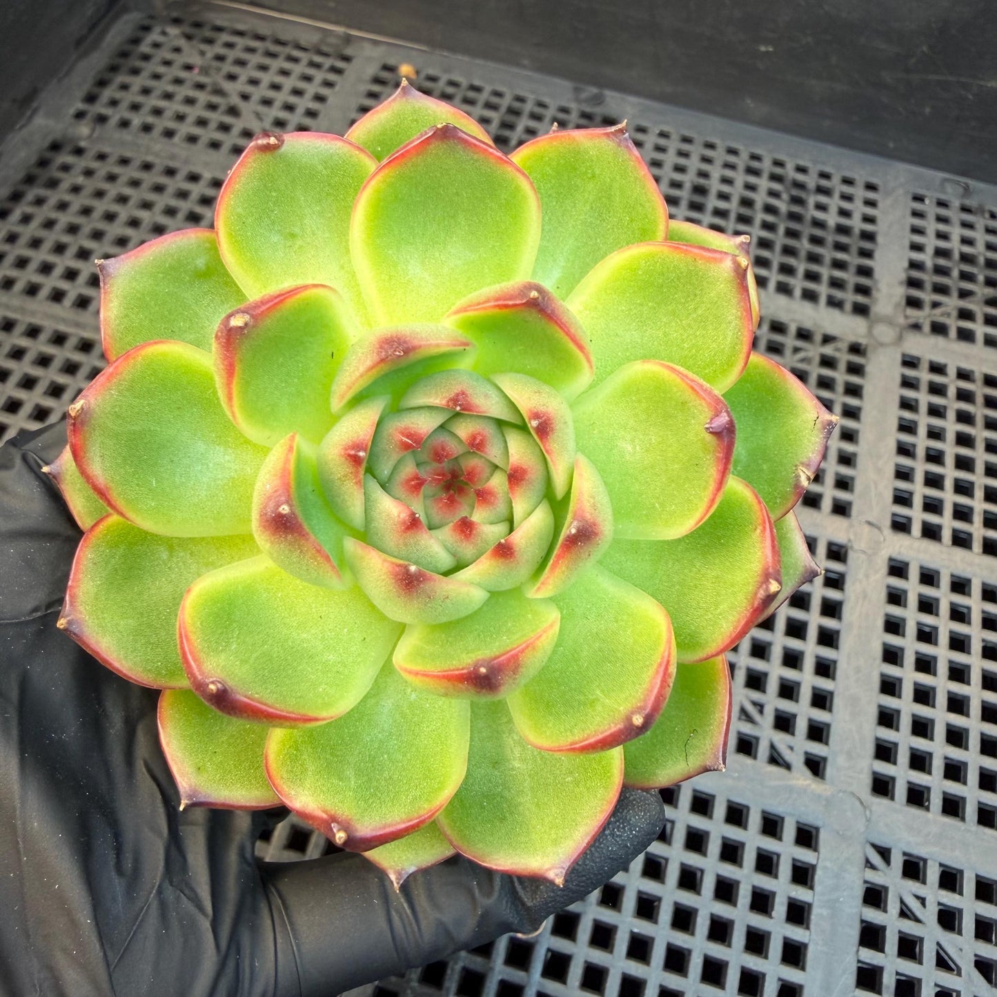 Echeveria  ‘blue dragan',  2.6inches, L20