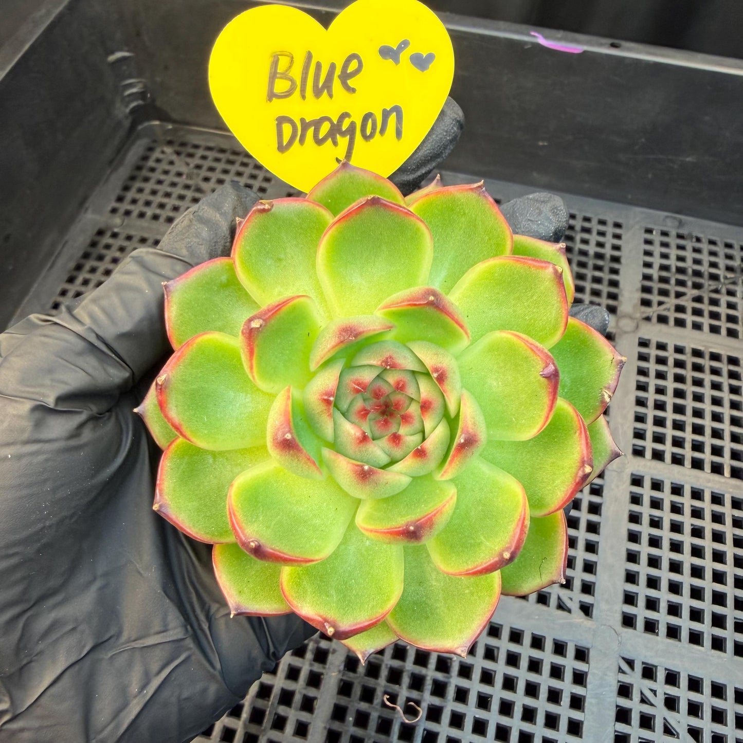 Echeveria  ‘blue dragan',  2.6inches, L20
