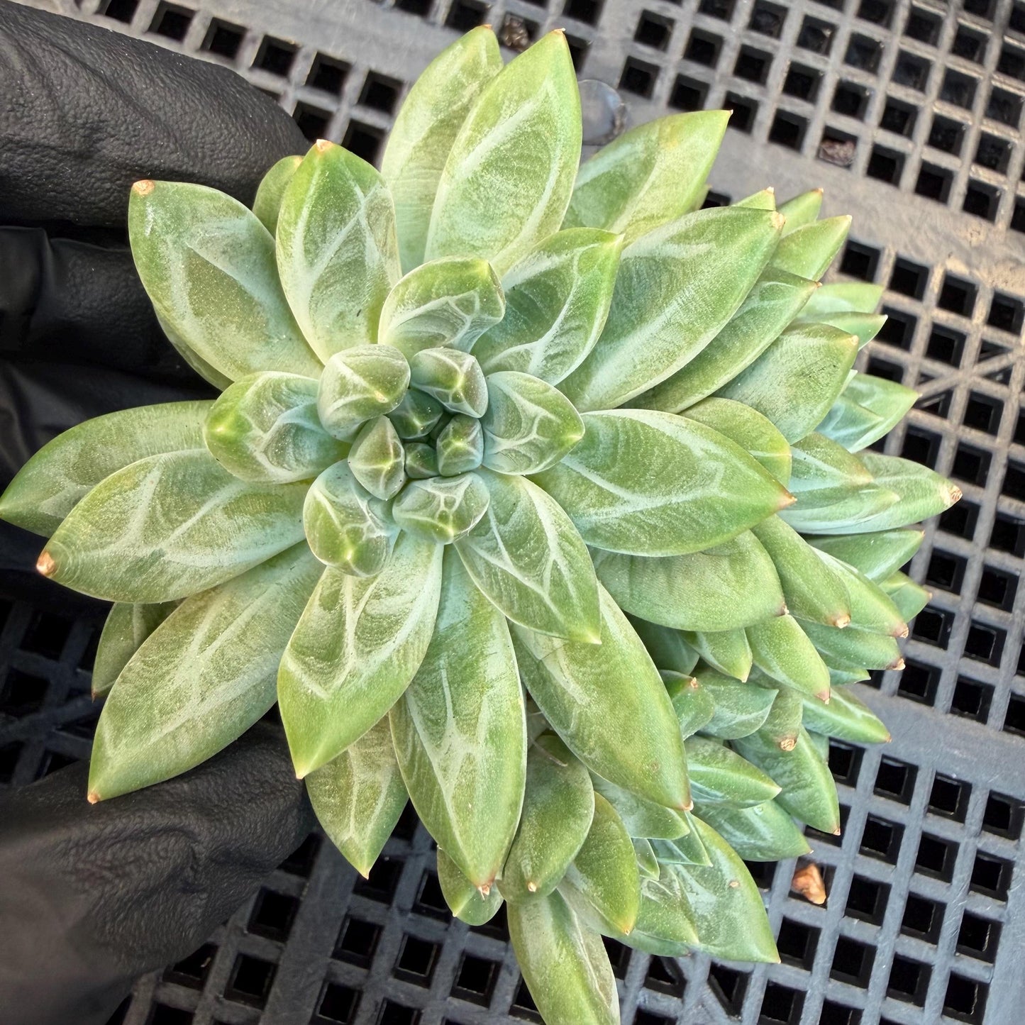 Pachyphytum compactum 'Glaucum'cluster, 2.6inches, L21