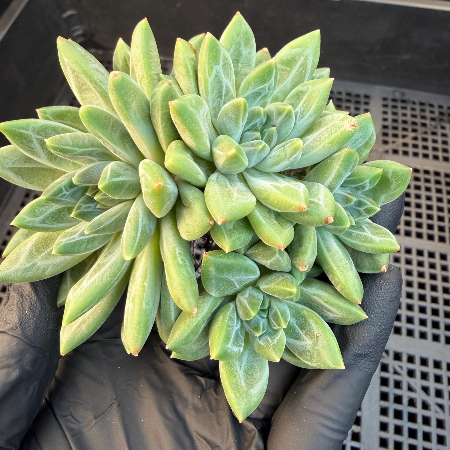 Pachyphytum compactum 'Glaucum'cluster, 2.6inches, L21