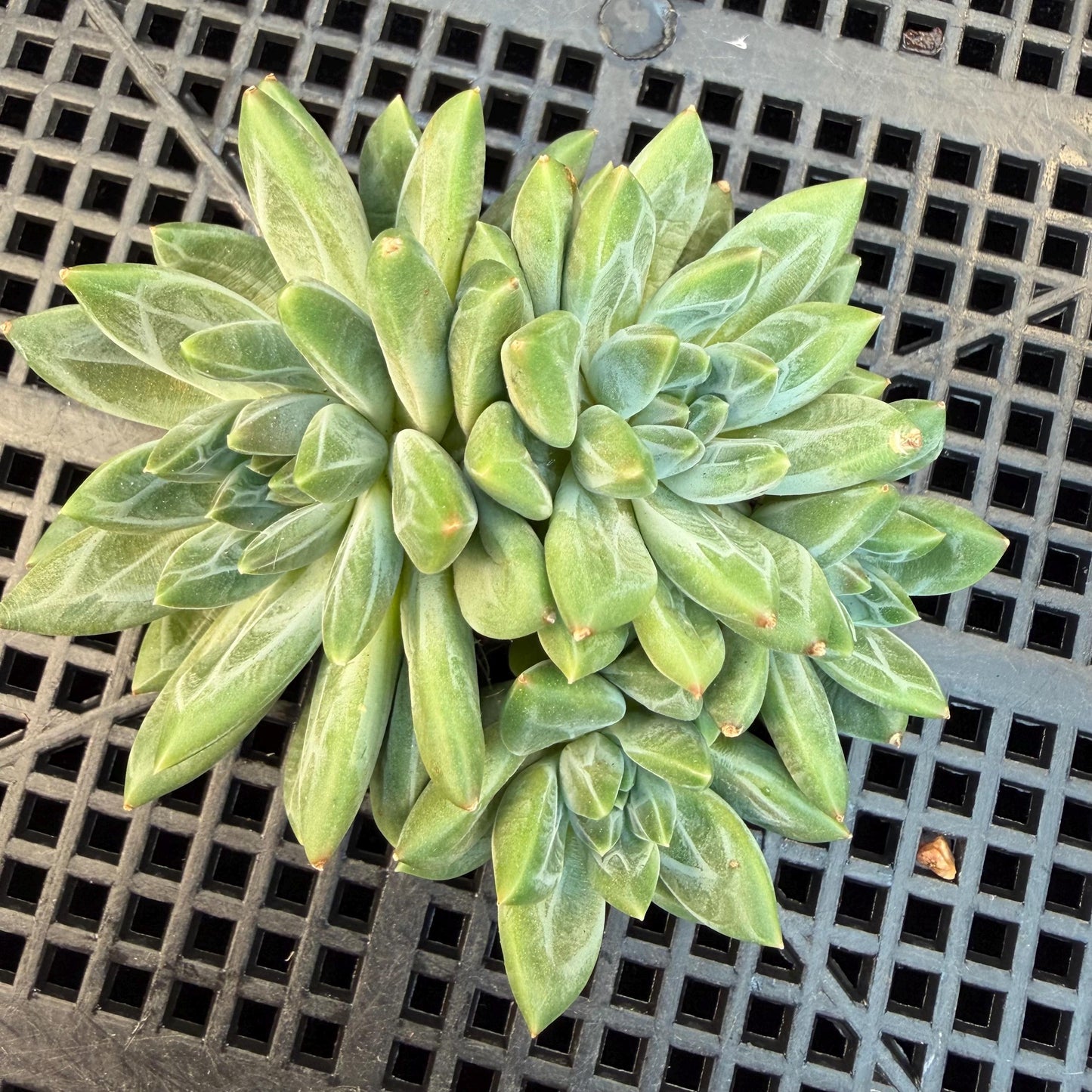 Pachyphytum compactum 'Glaucum'cluster, 2.6inches, L21