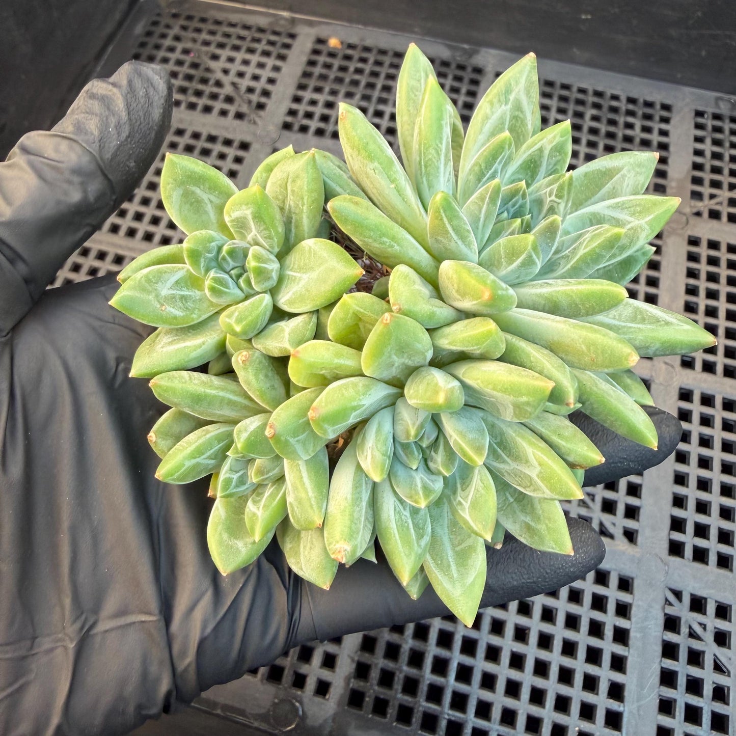 Pachyphytum compactum 'Glaucum'cluster, 2.6inches, L21