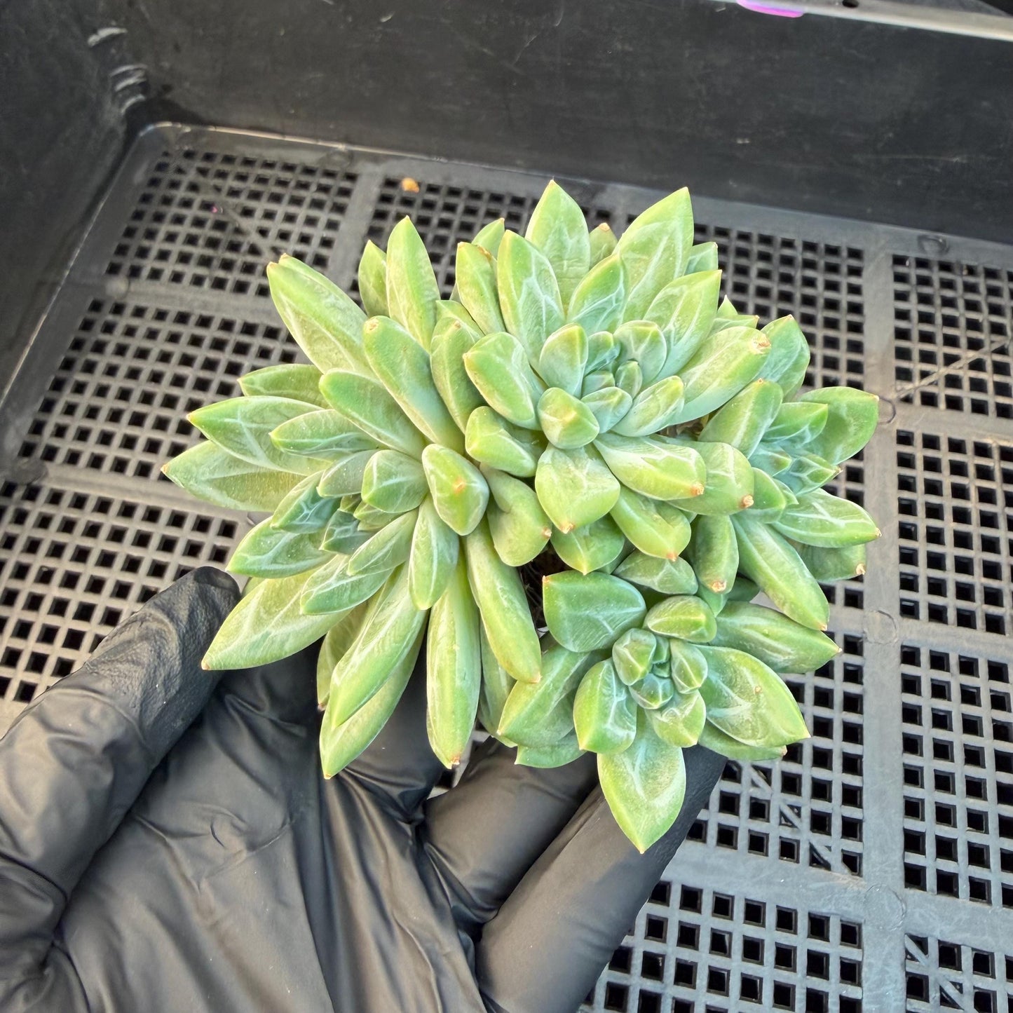 Pachyphytum compactum 'Glaucum'cluster, 2.6inches, L21