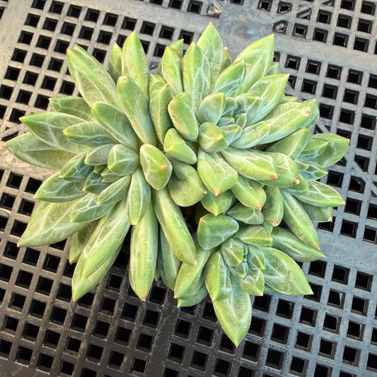 Pachyphytum compactum 'Glaucum'cluster, 2.6inches, L21