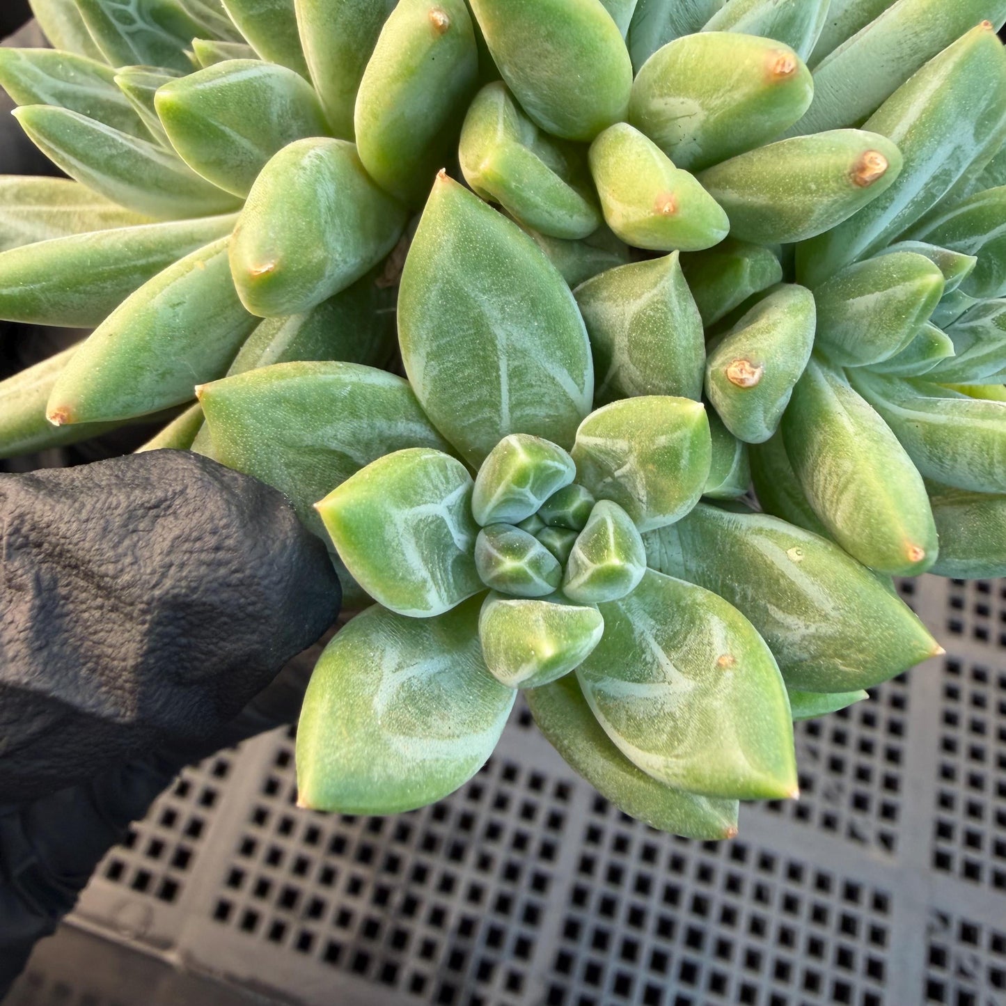 Pachyphytum compactum 'Glaucum'cluster, 2.6inches, L21