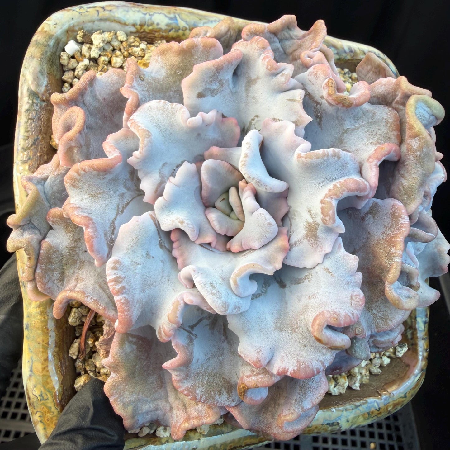 Echeveria  'Crispate beauty’, 2heads, 4inches, P03