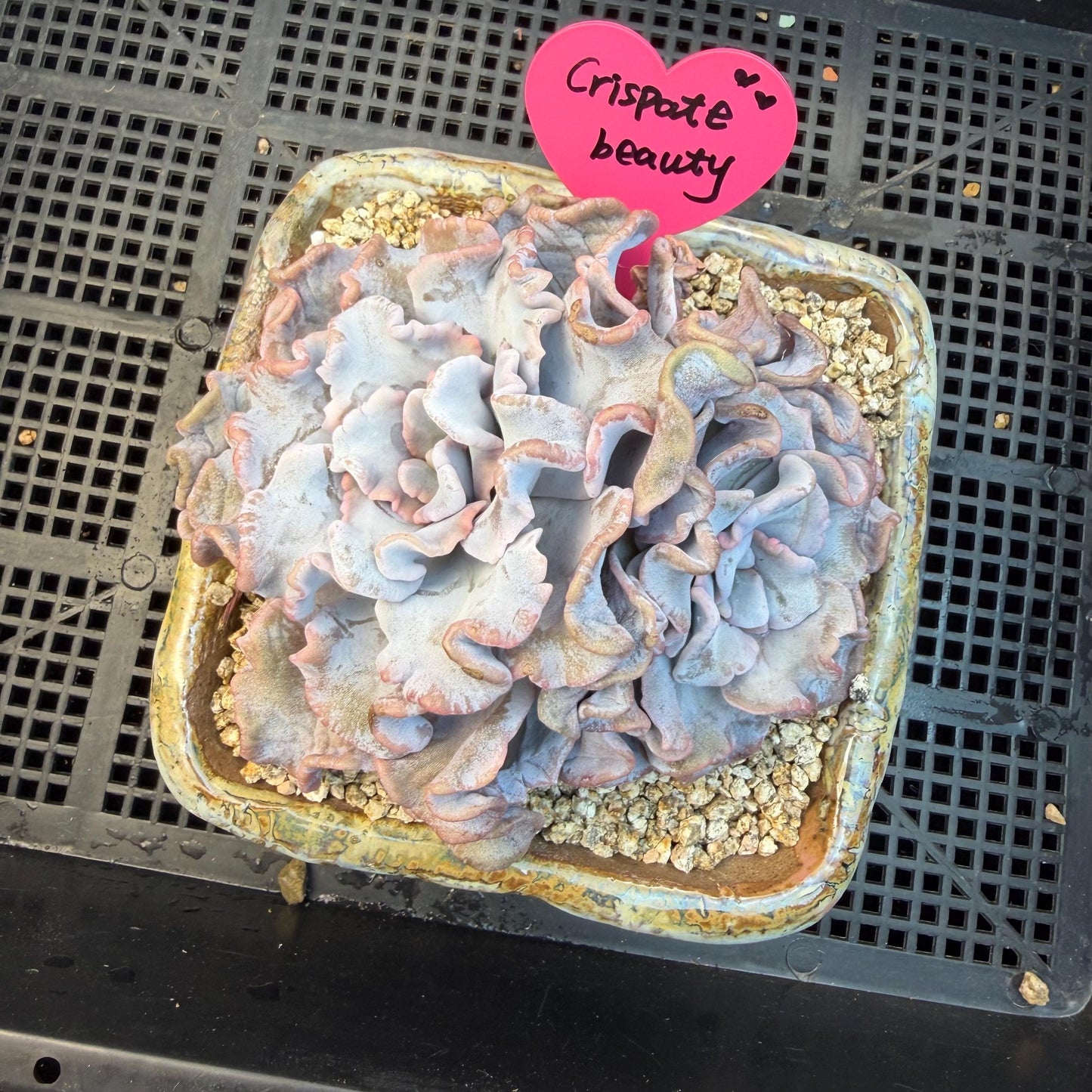 Echeveria  'Crispate beauty’, 2heads, 4inches, P03