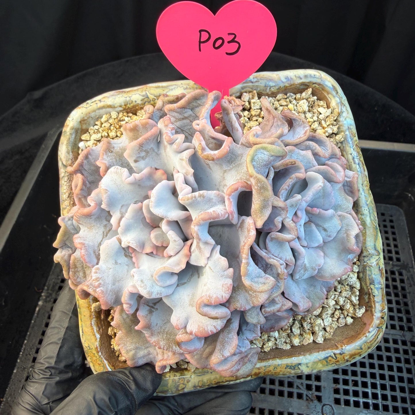 Echeveria  'Crispate beauty’, 2heads, 4inches, P03