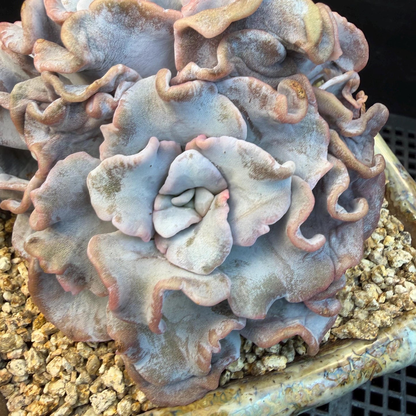 Echeveria  'Crispate beauty’, 2heads, 4inches, P03