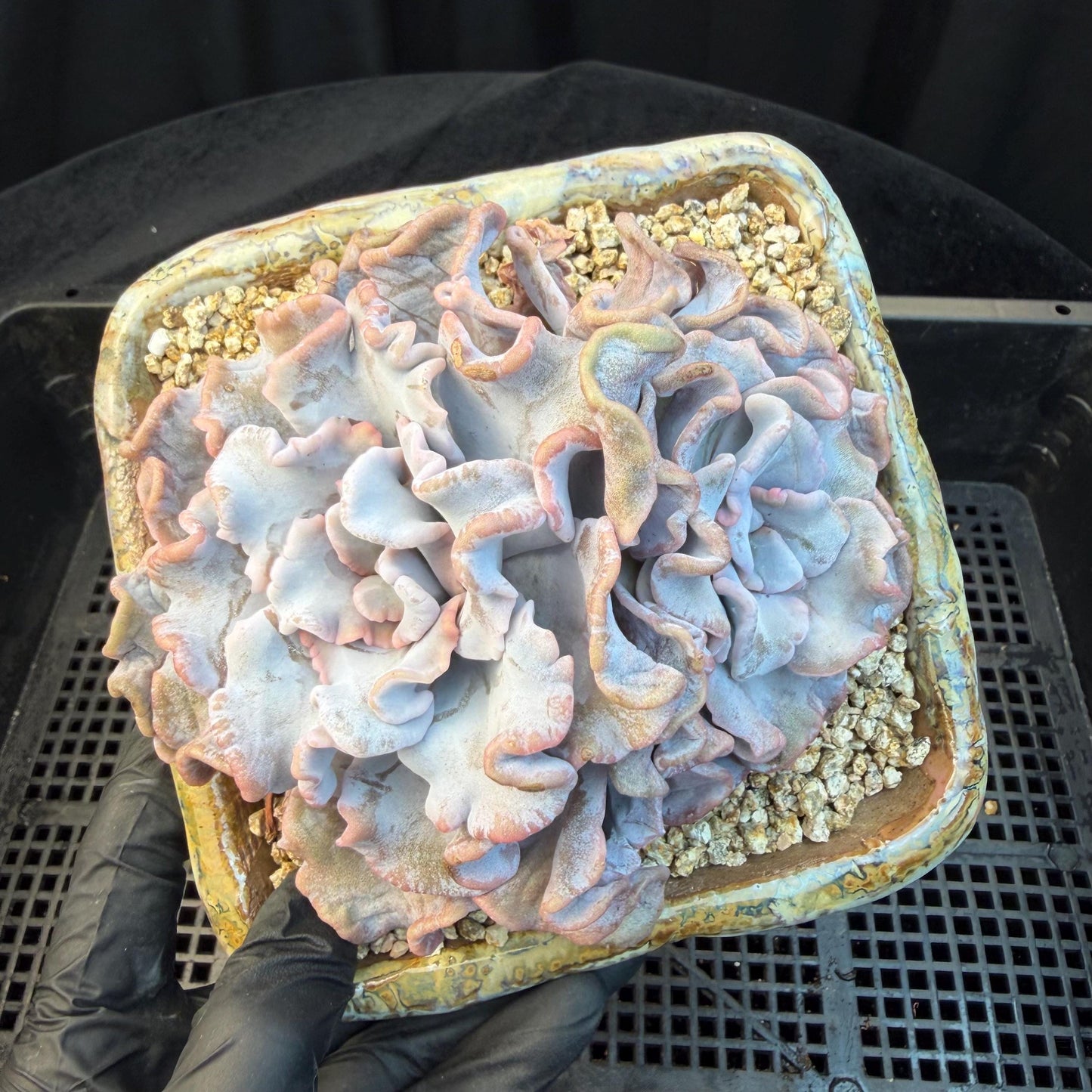 Echeveria  'Crispate beauty’, 2heads, 4inches, P03