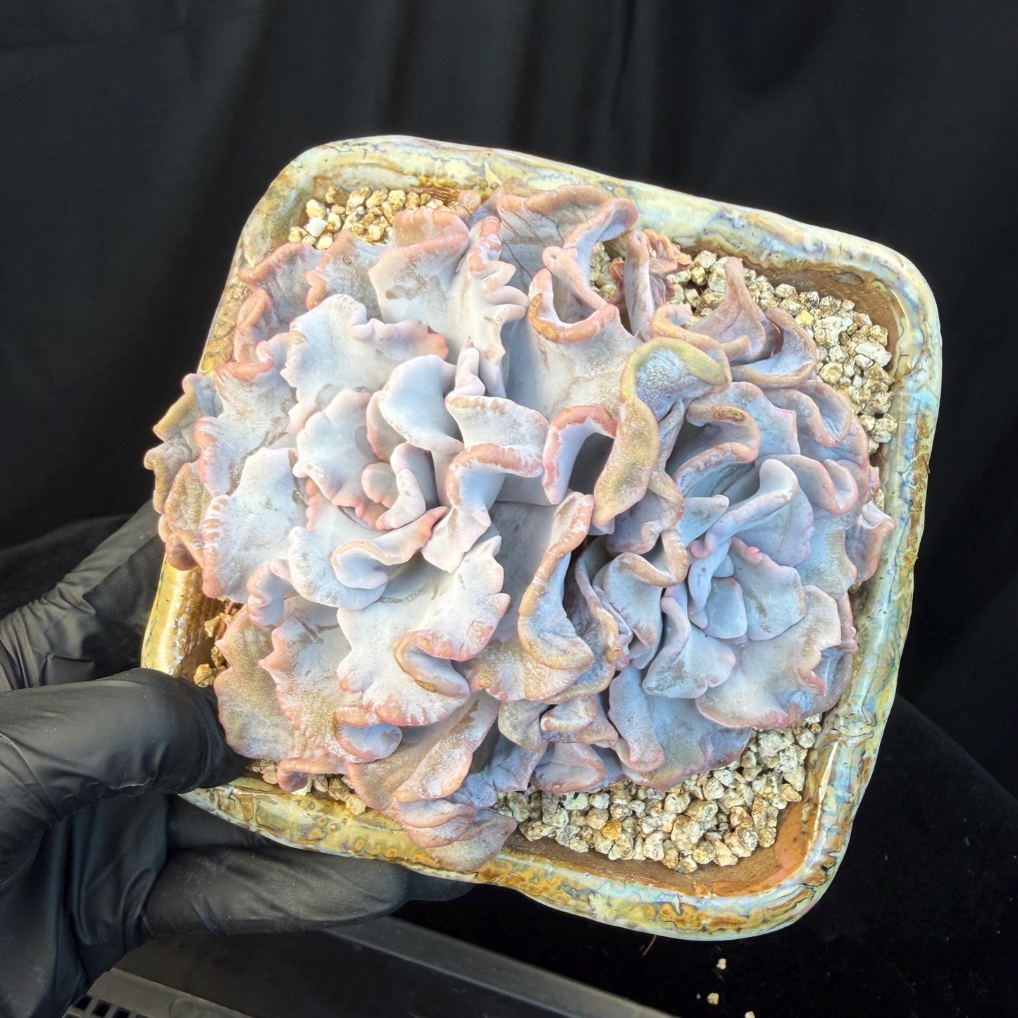 Echeveria  'Crispate beauty’, 2heads, 4inches, P03