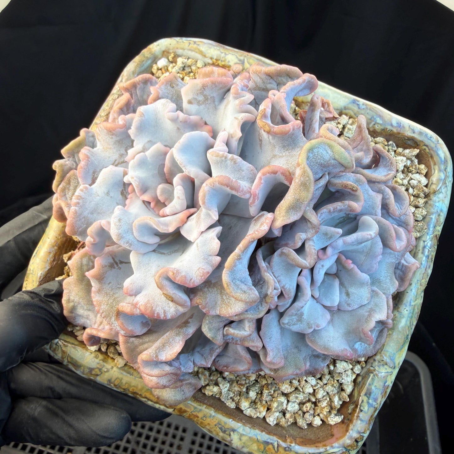 Echeveria  'Crispate beauty’, 2heads, 4inches, P03