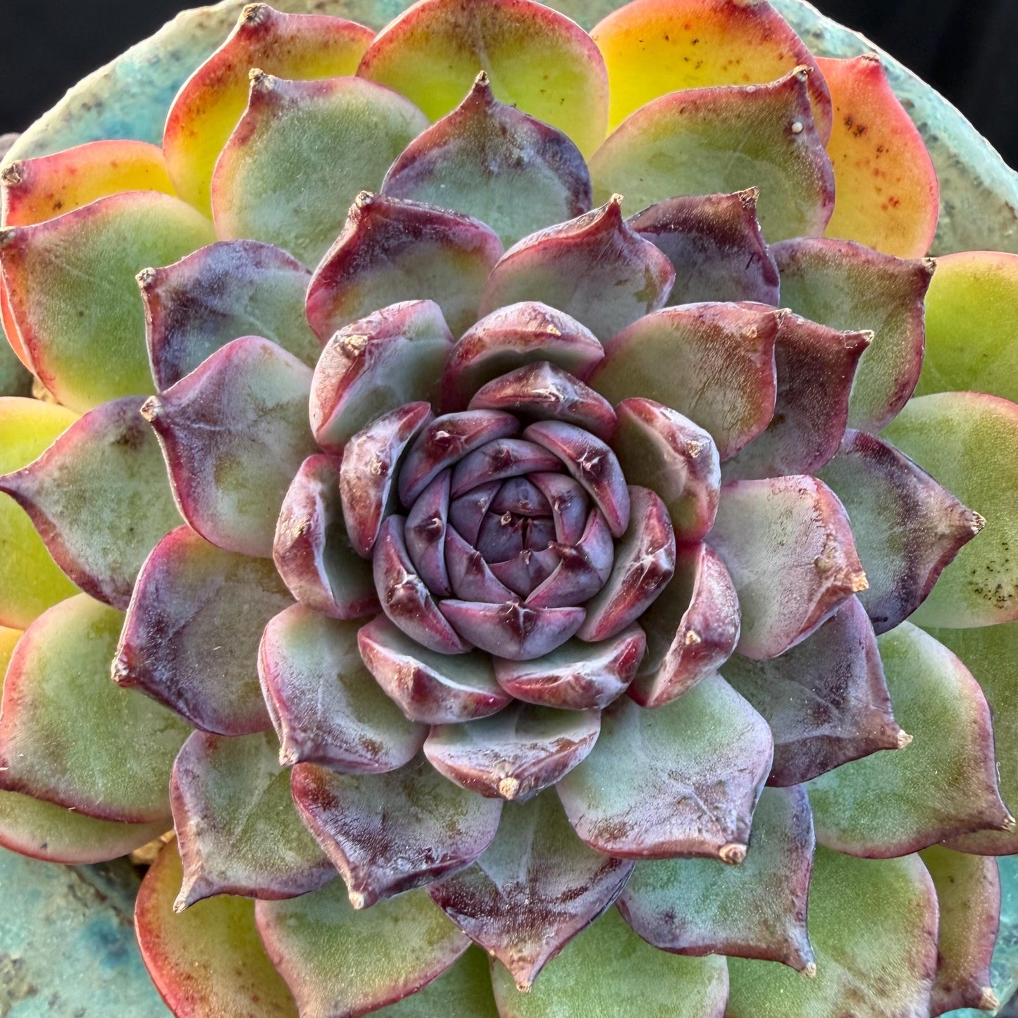 Echeveria  ‘blueberry ', 2.7inches ,P02