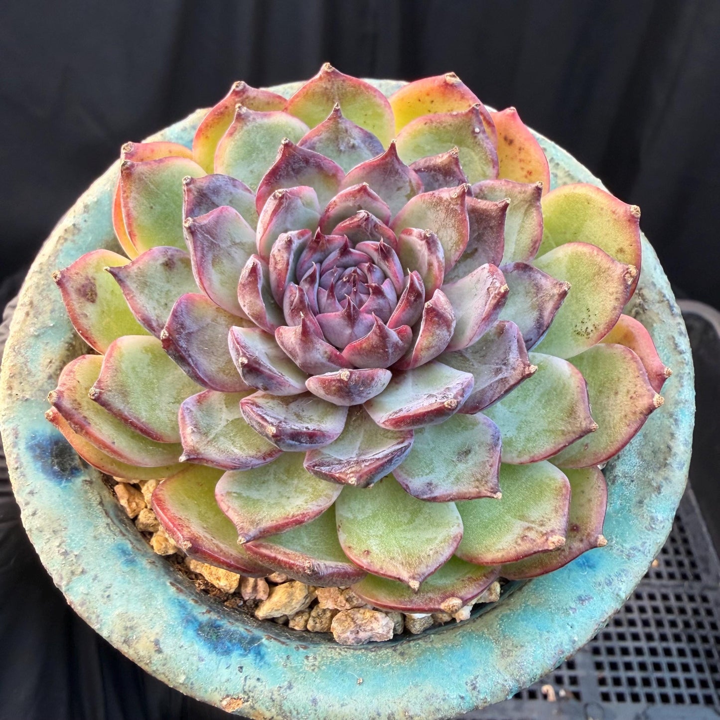 Echeveria  ‘blueberry ', 2.7inches ,P02