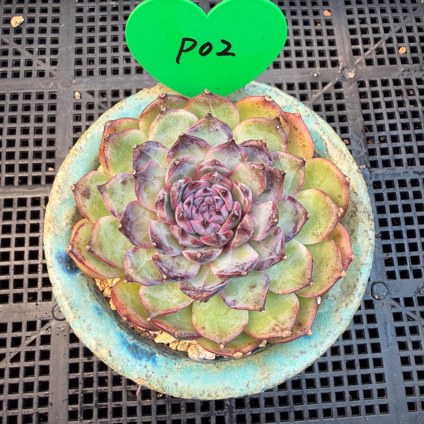 Echeveria  ‘blueberry ', 2.7inches ,P02