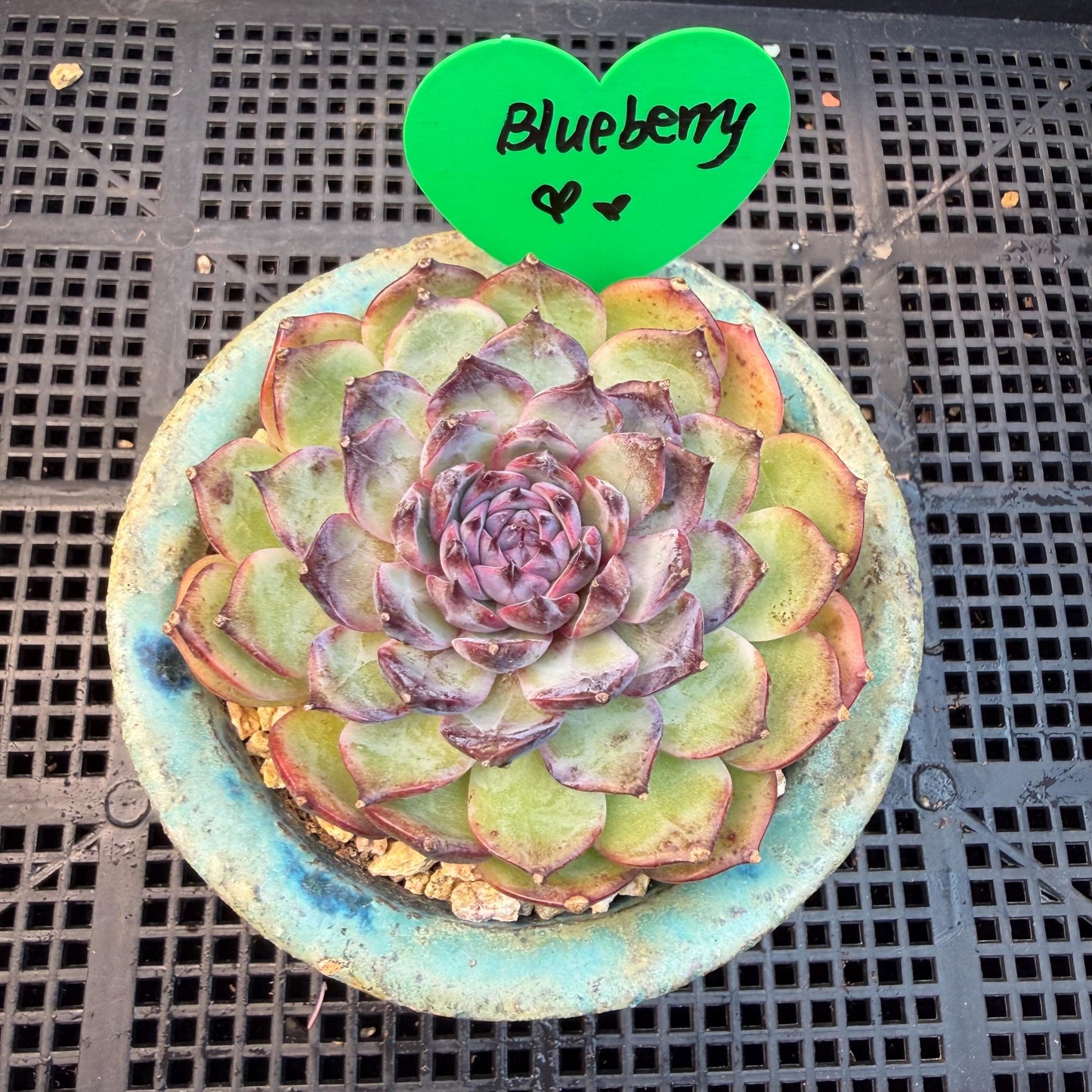 Echeveria  ‘blueberry ', 2.7inches ,P02