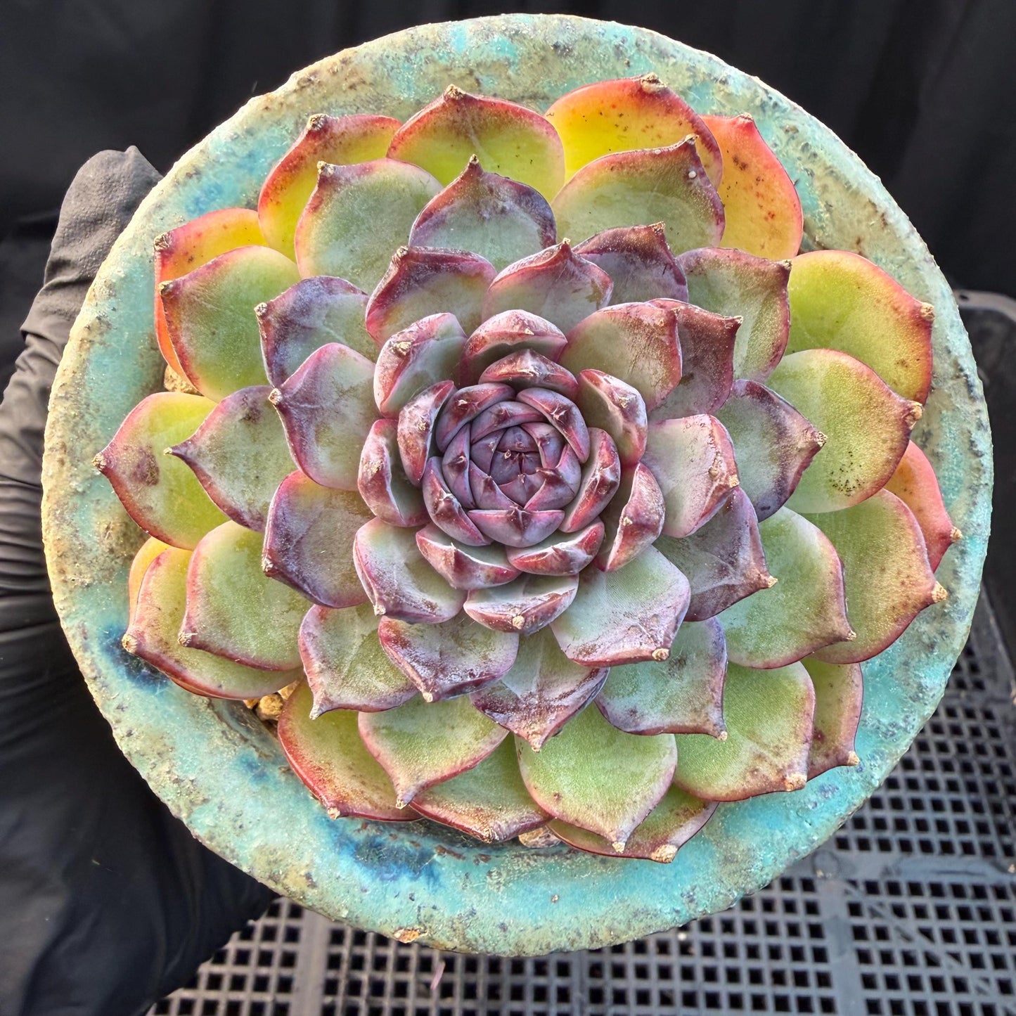 Echeveria  ‘blueberry ', 2.7inches ,P02