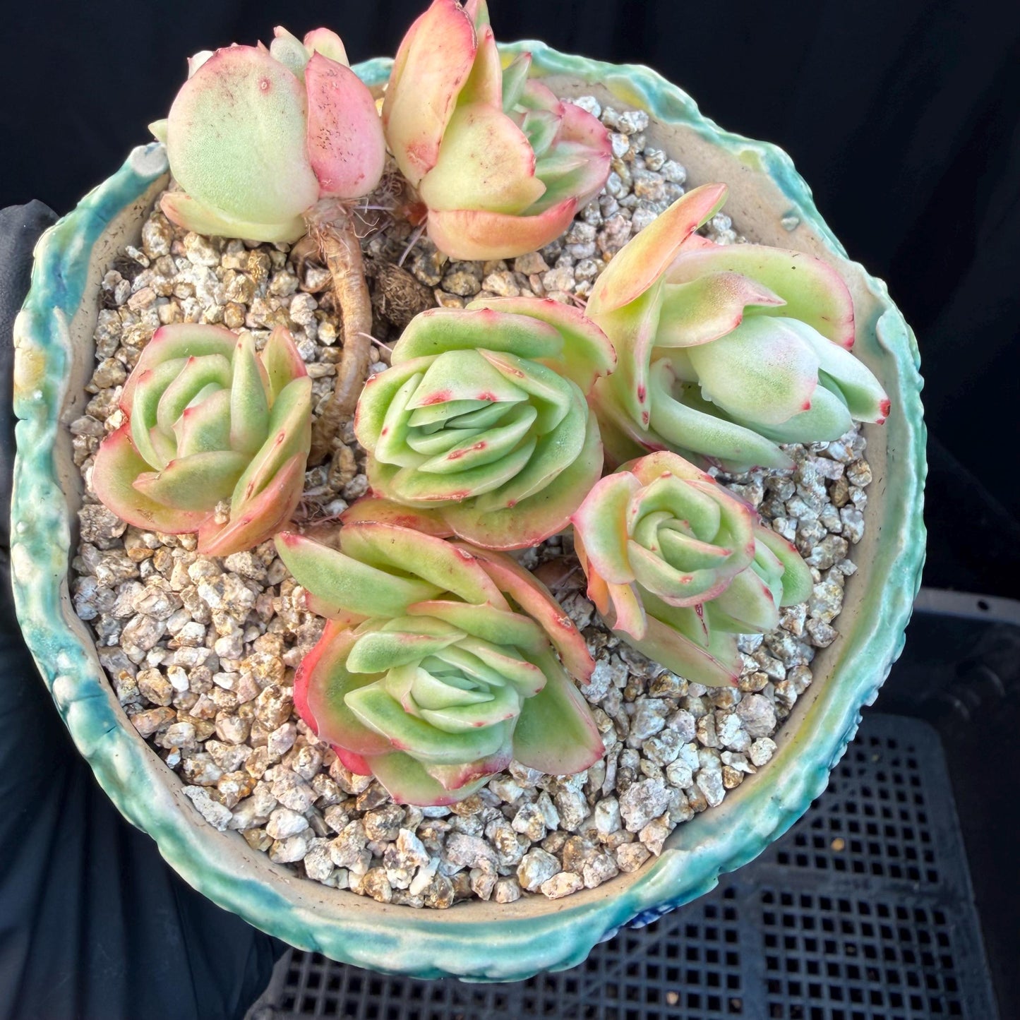 Echeveria  ‘ice variegated cluster' , 3.1inches , N026