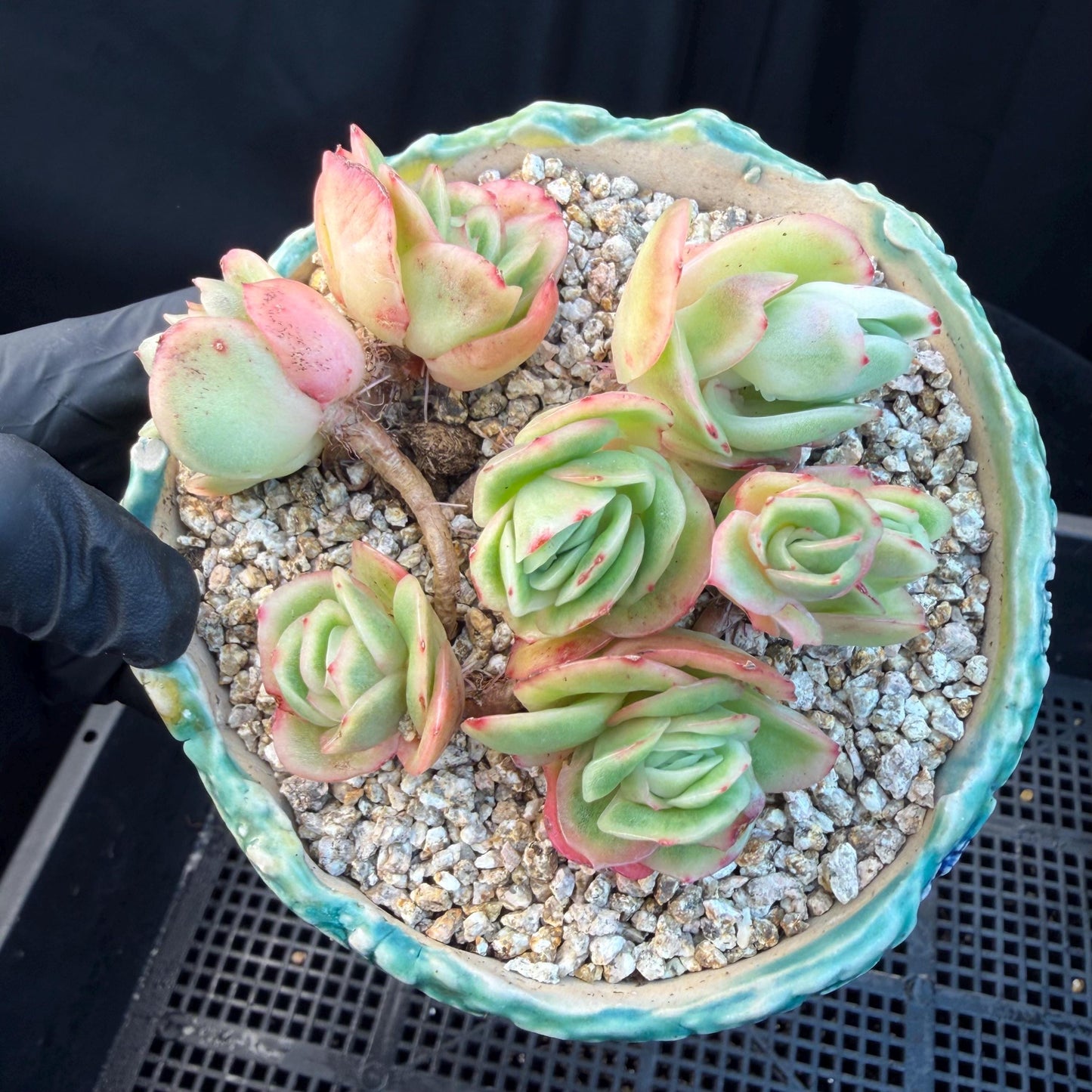 Echeveria  ‘ice variegated cluster' , 3.1inches , N026