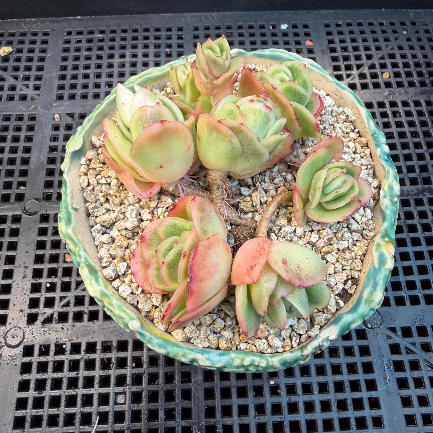 Echeveria  ‘ice variegated cluster' , 3.1inches , N026