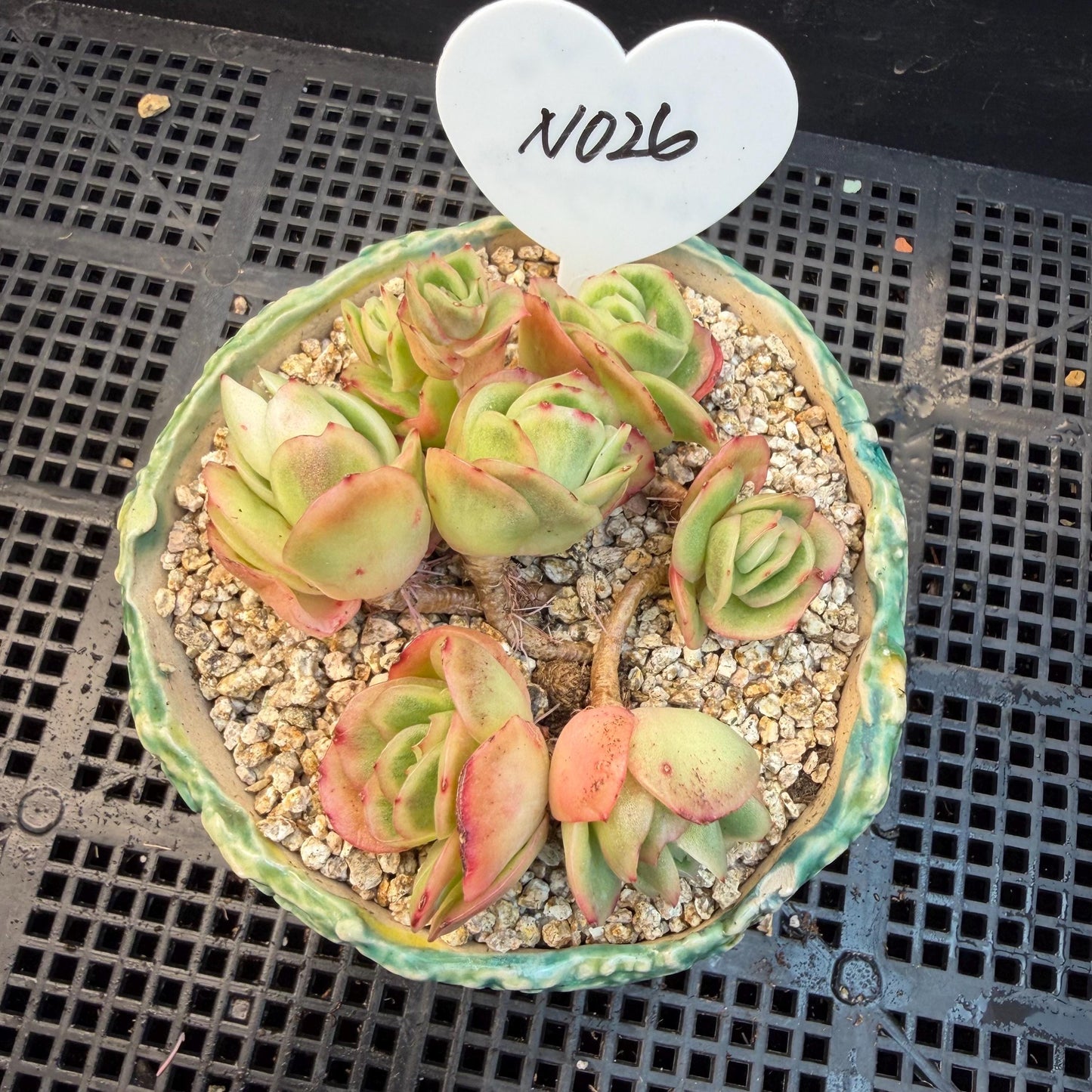 Echeveria  ‘ice variegated cluster' , 3.1inches , N026