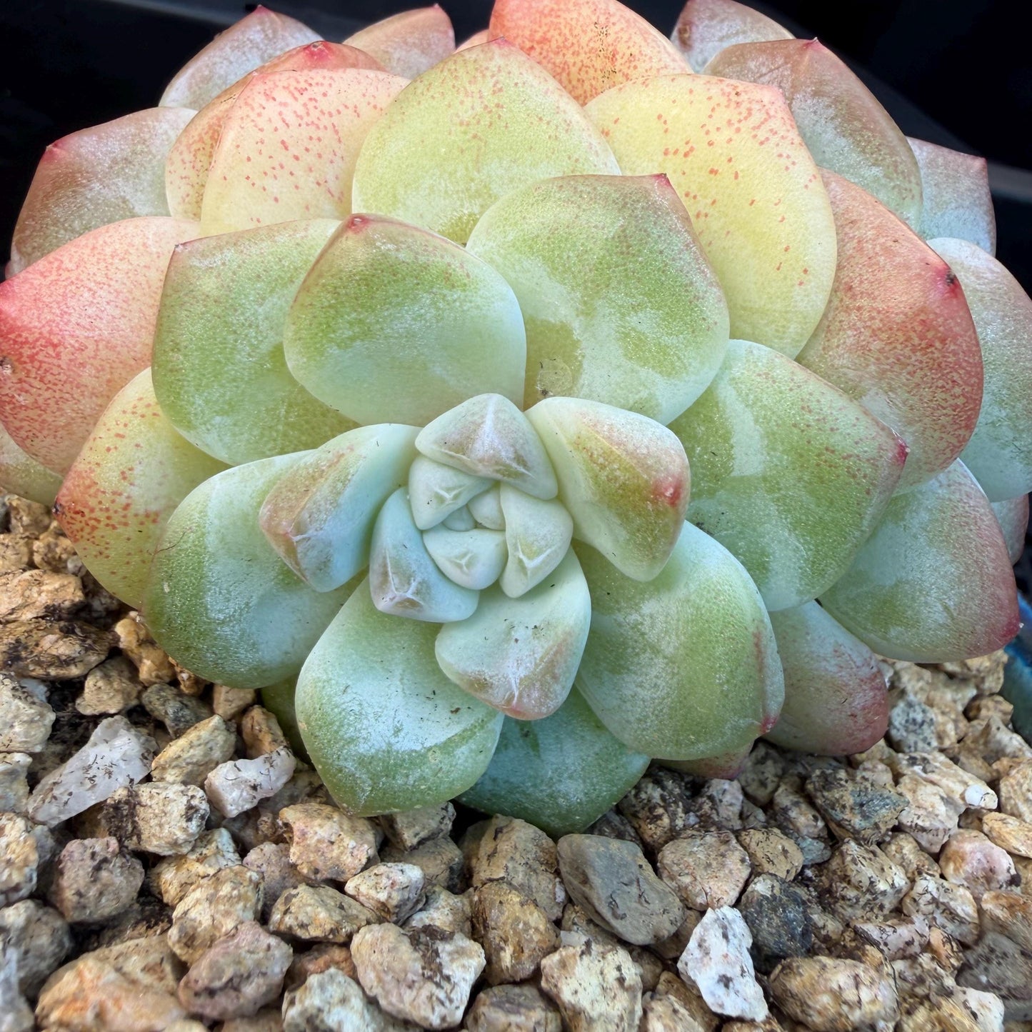 Echeveria  ‘Ice green ’, 3 heads, 3.2inches - N023