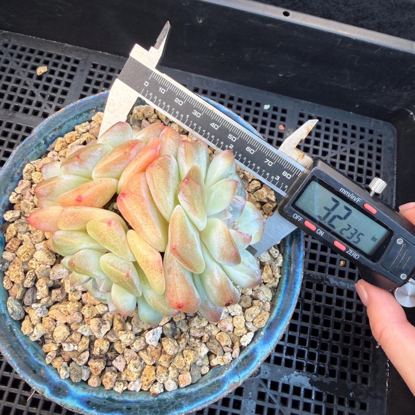 Echeveria  ‘Ice green ’, 3 heads, 3.2inches - N023