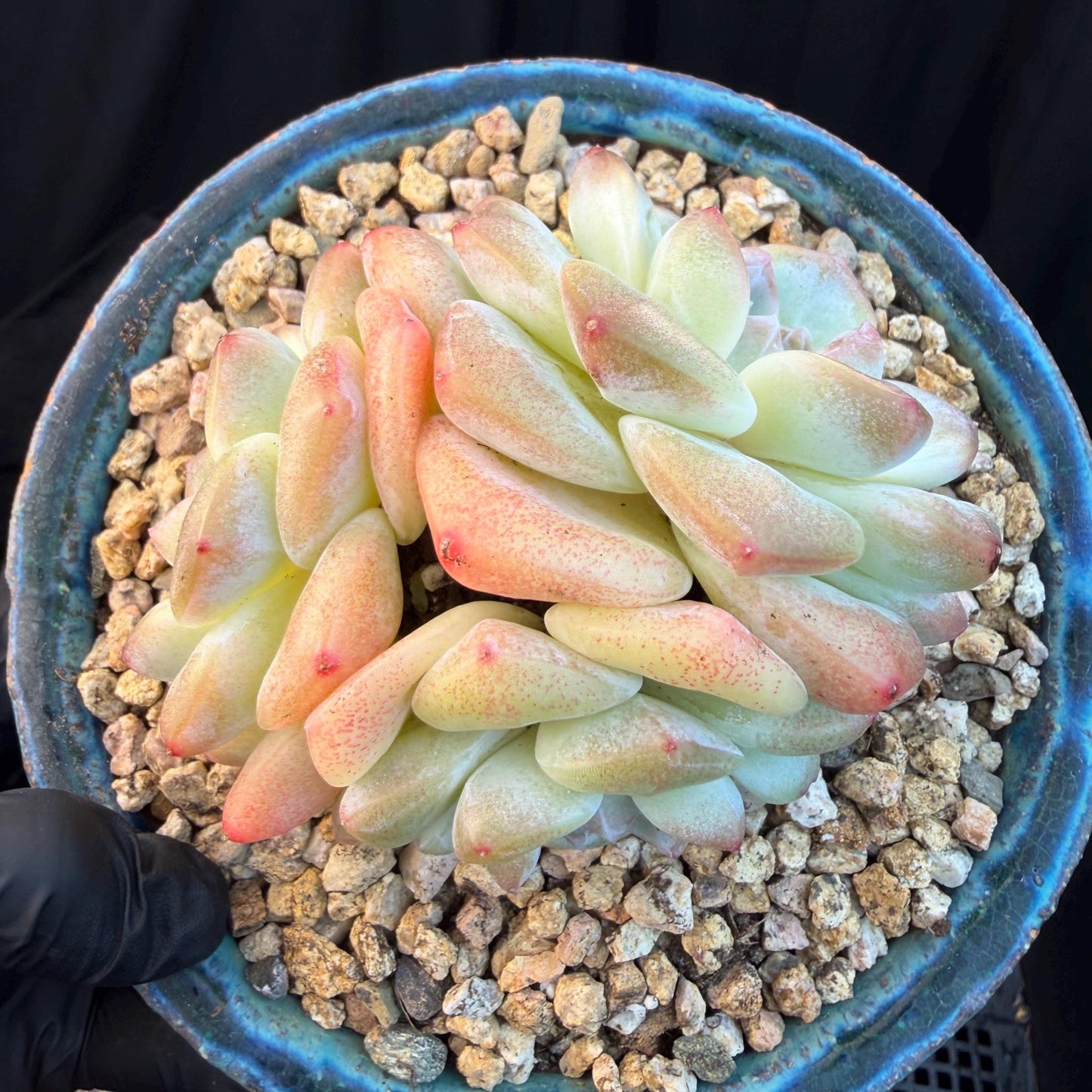 Echeveria  ‘Ice green ’, 3 heads, 3.2inches - N023