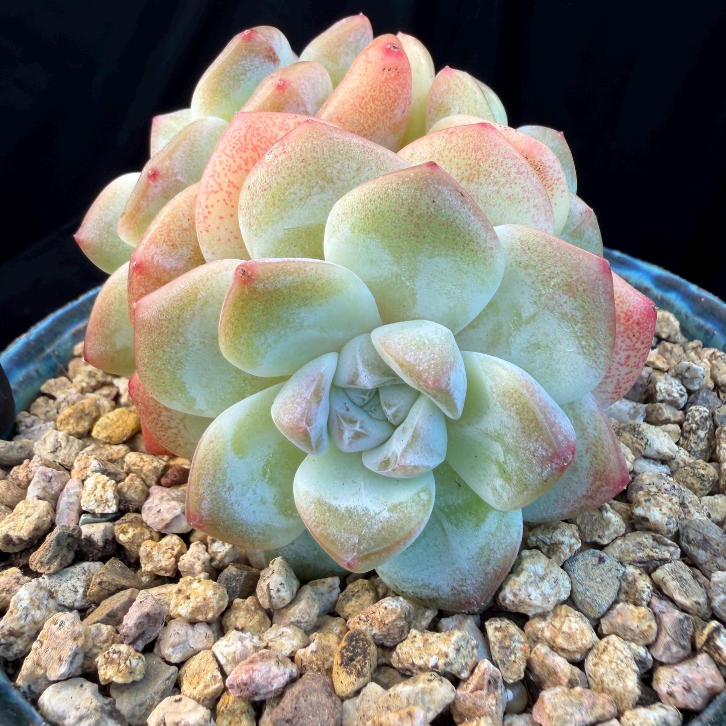 Echeveria  ‘Ice green ’, 3 heads, 3.2inches - N023