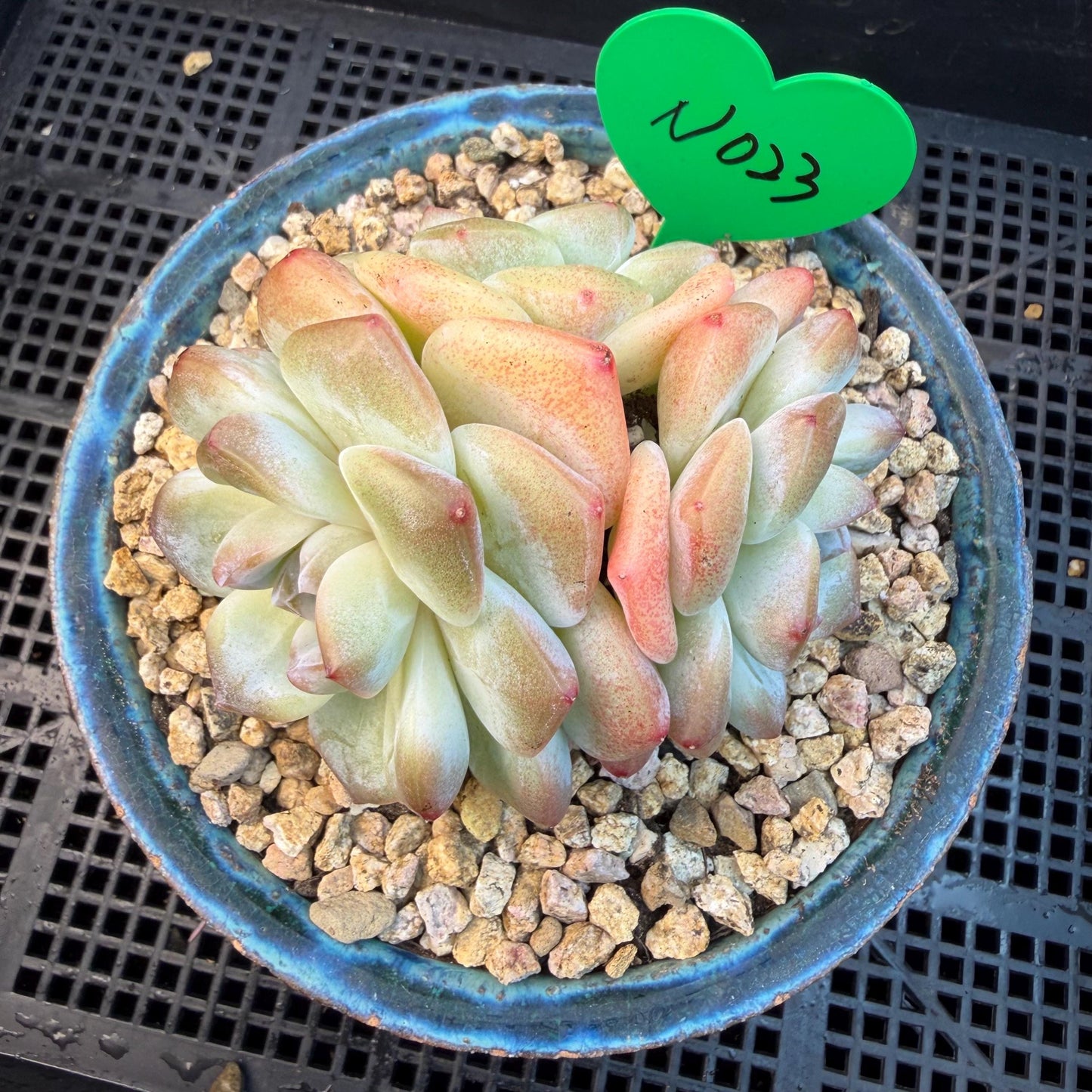 Echeveria  ‘Ice green ’, 3 heads, 3.2inches - N023