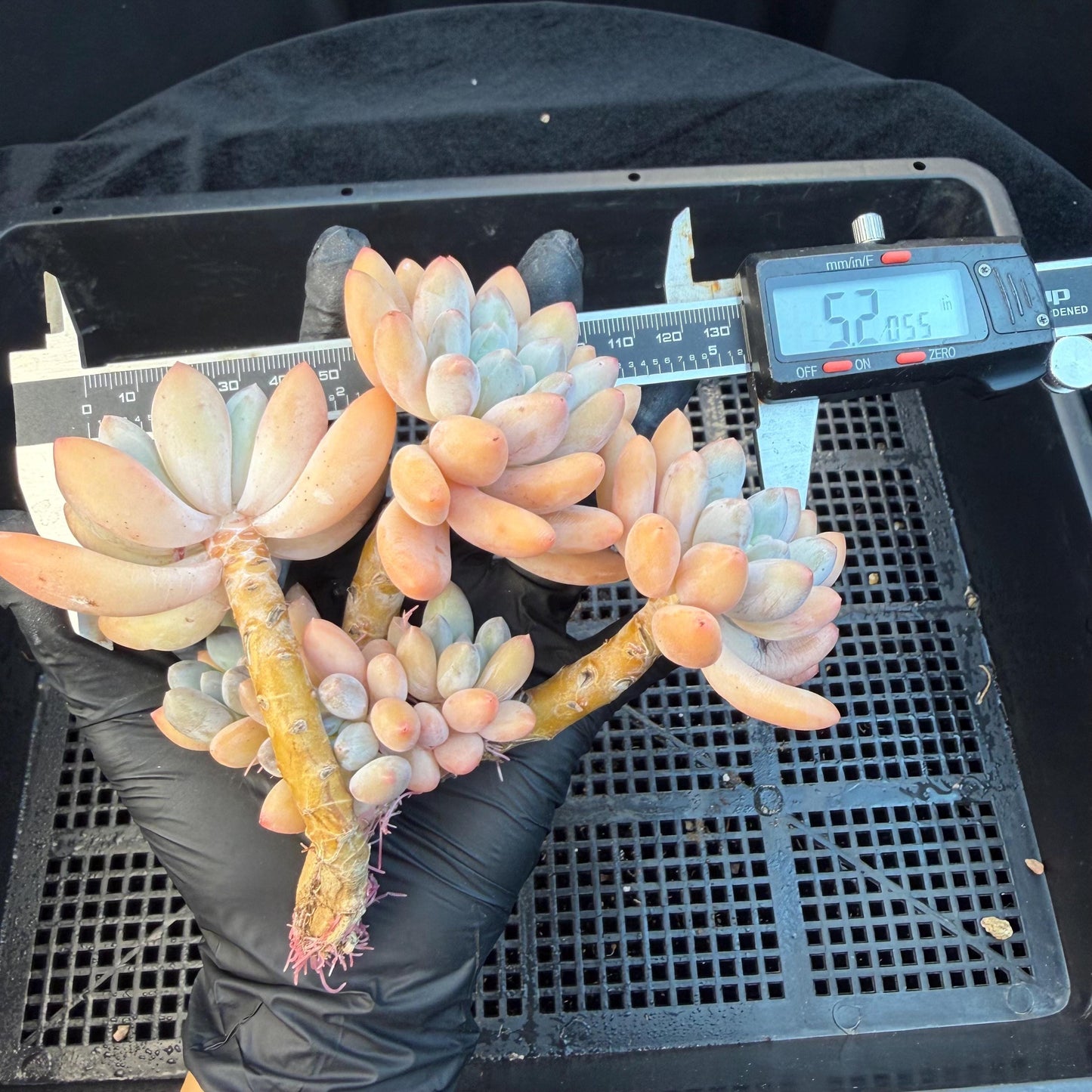 Echeveria  ‘sweetball,  5.2inches, P04