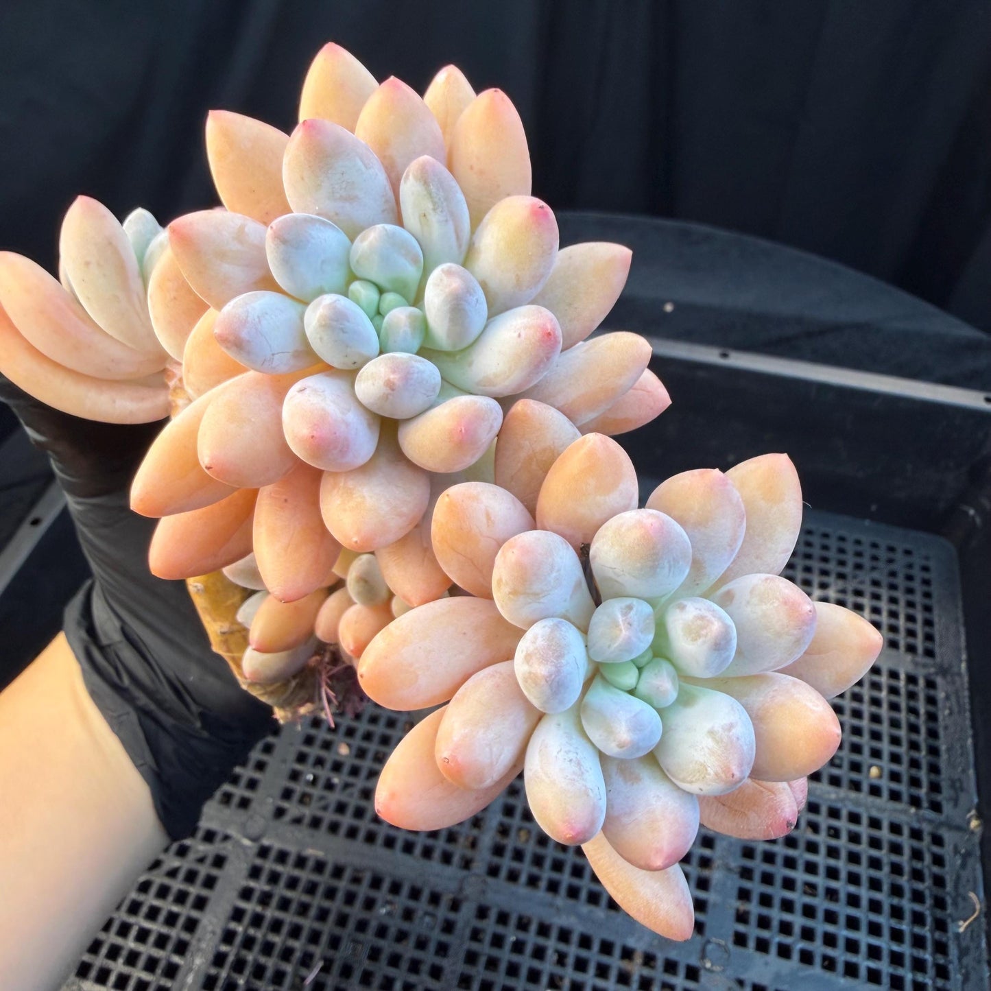 Echeveria  ‘sweetball,  5.2inches, P04
