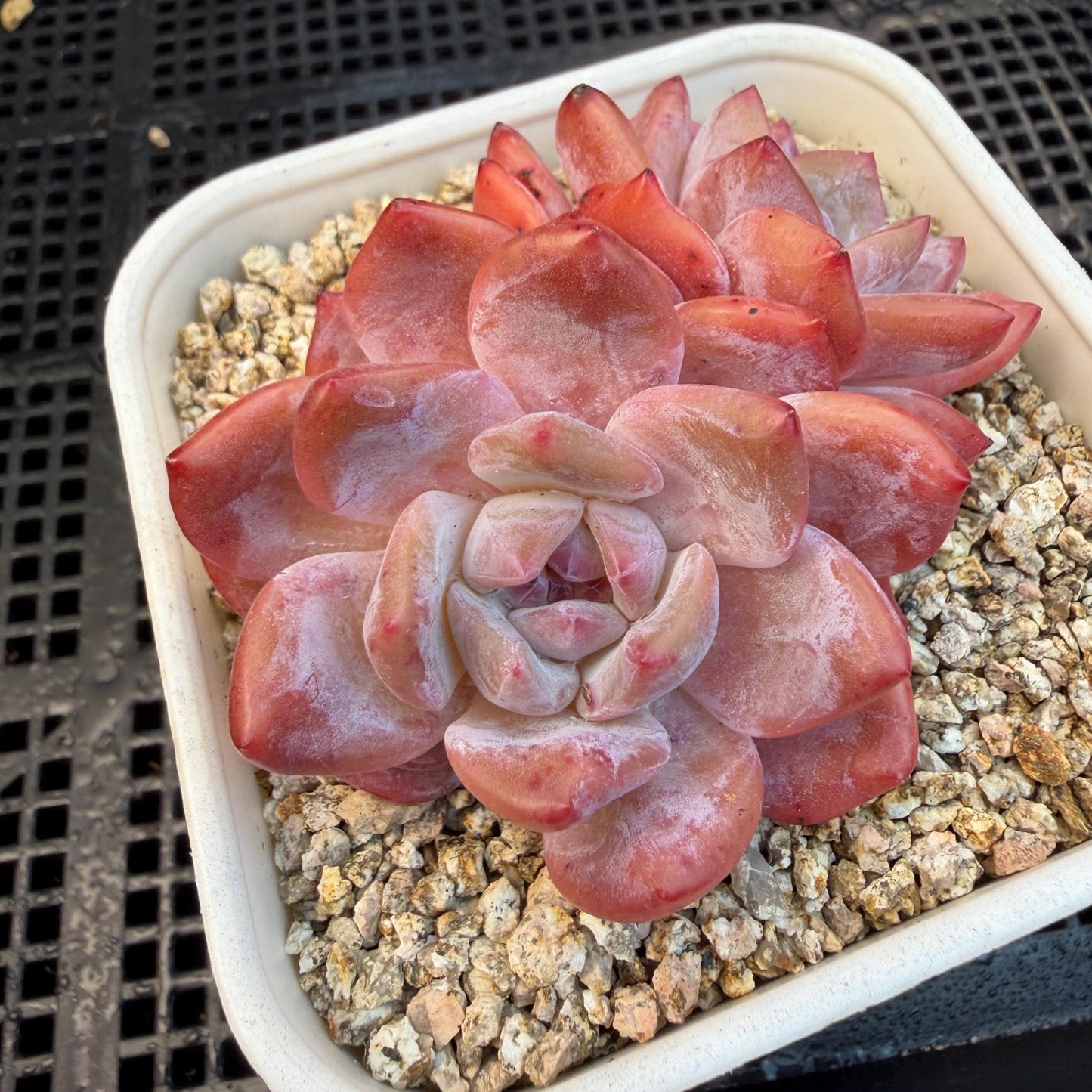 Echeveria  ‘snow Angel' , 2.7inches ,P10