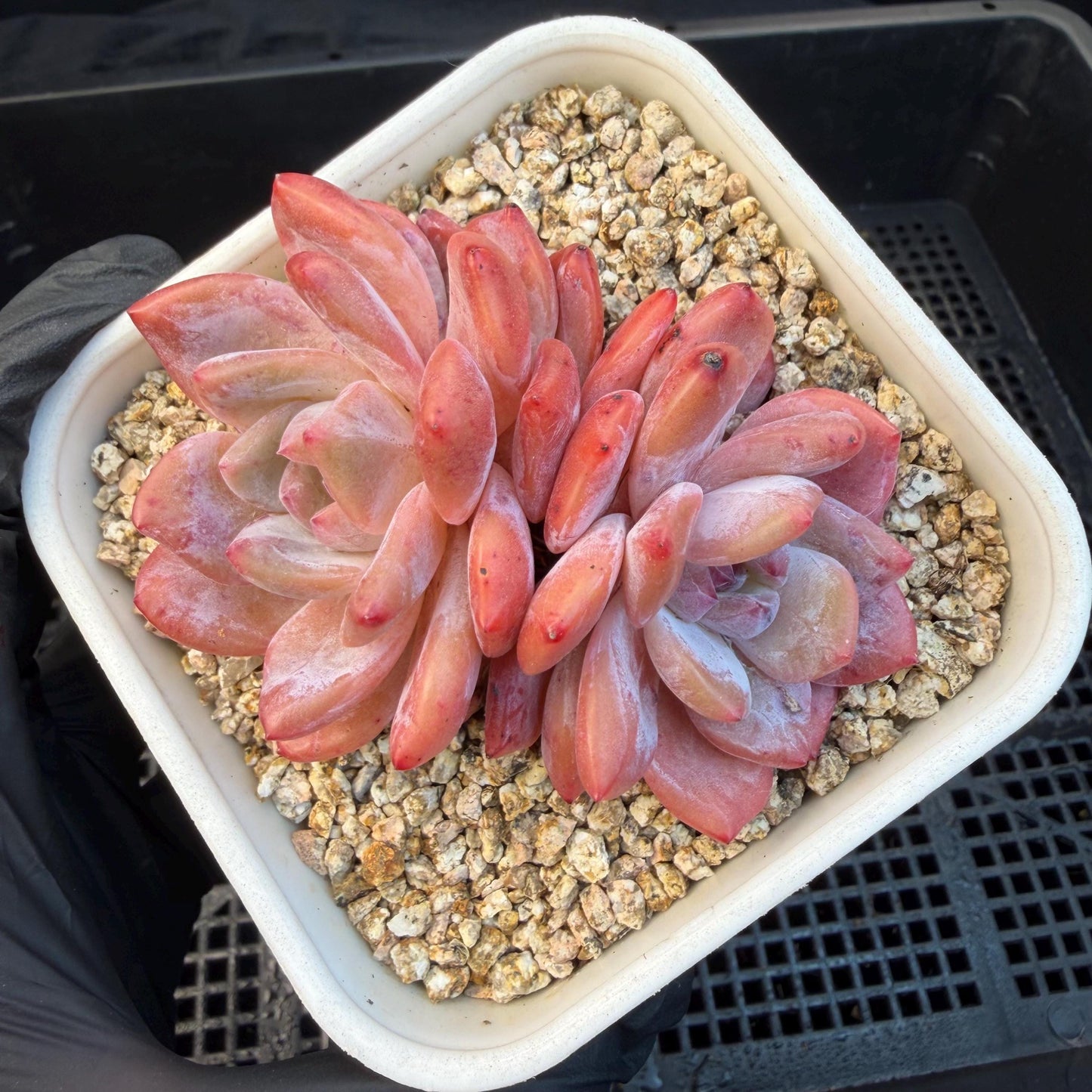 Echeveria  ‘snow Angel' , 2.7inches ,P10