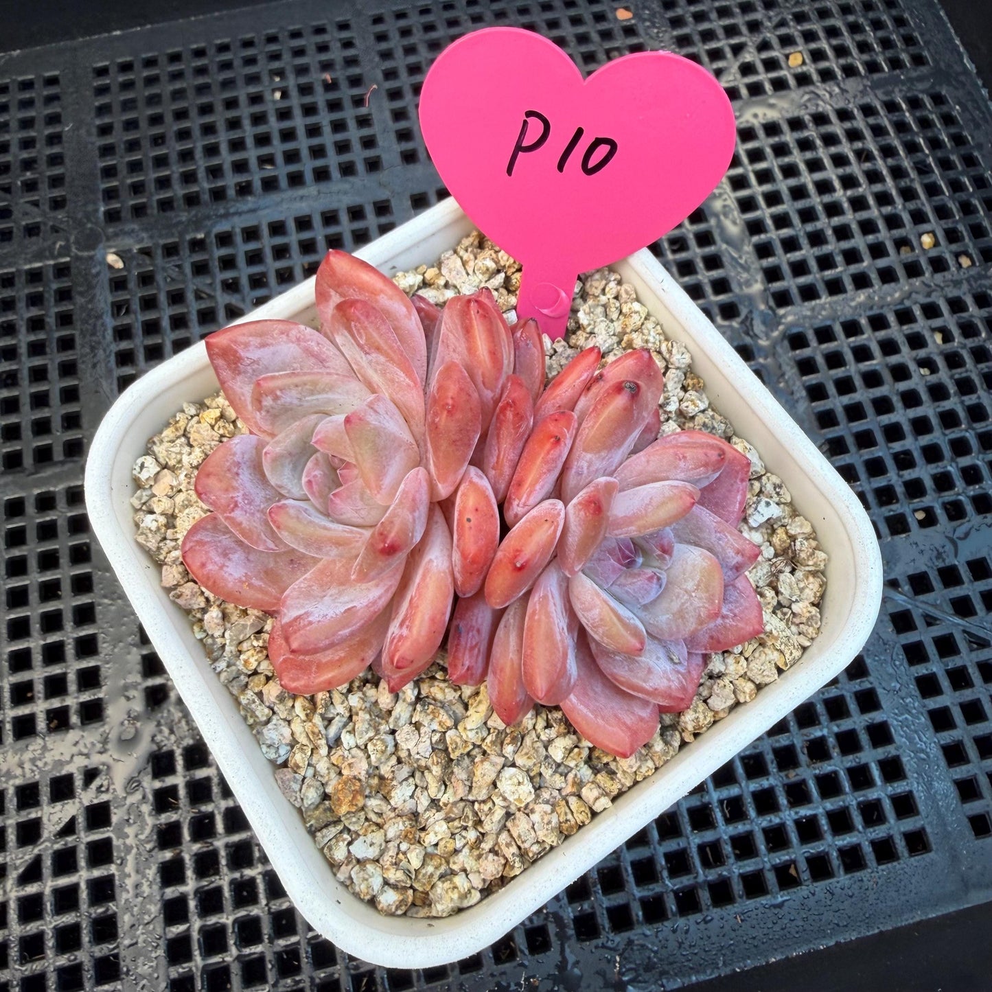 Echeveria  ‘snow Angel' , 2.7inches ,P10