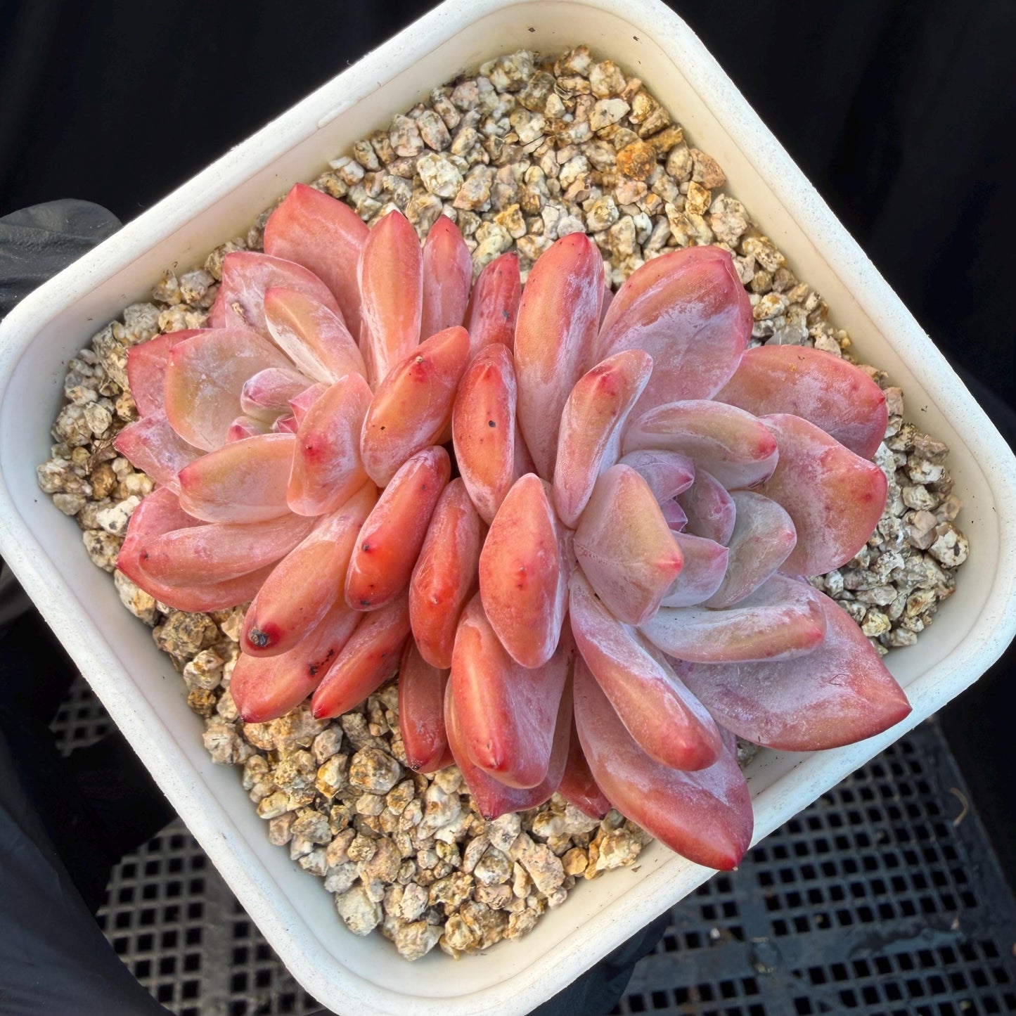 Echeveria  ‘snow Angel' , 2.7inches ,P10