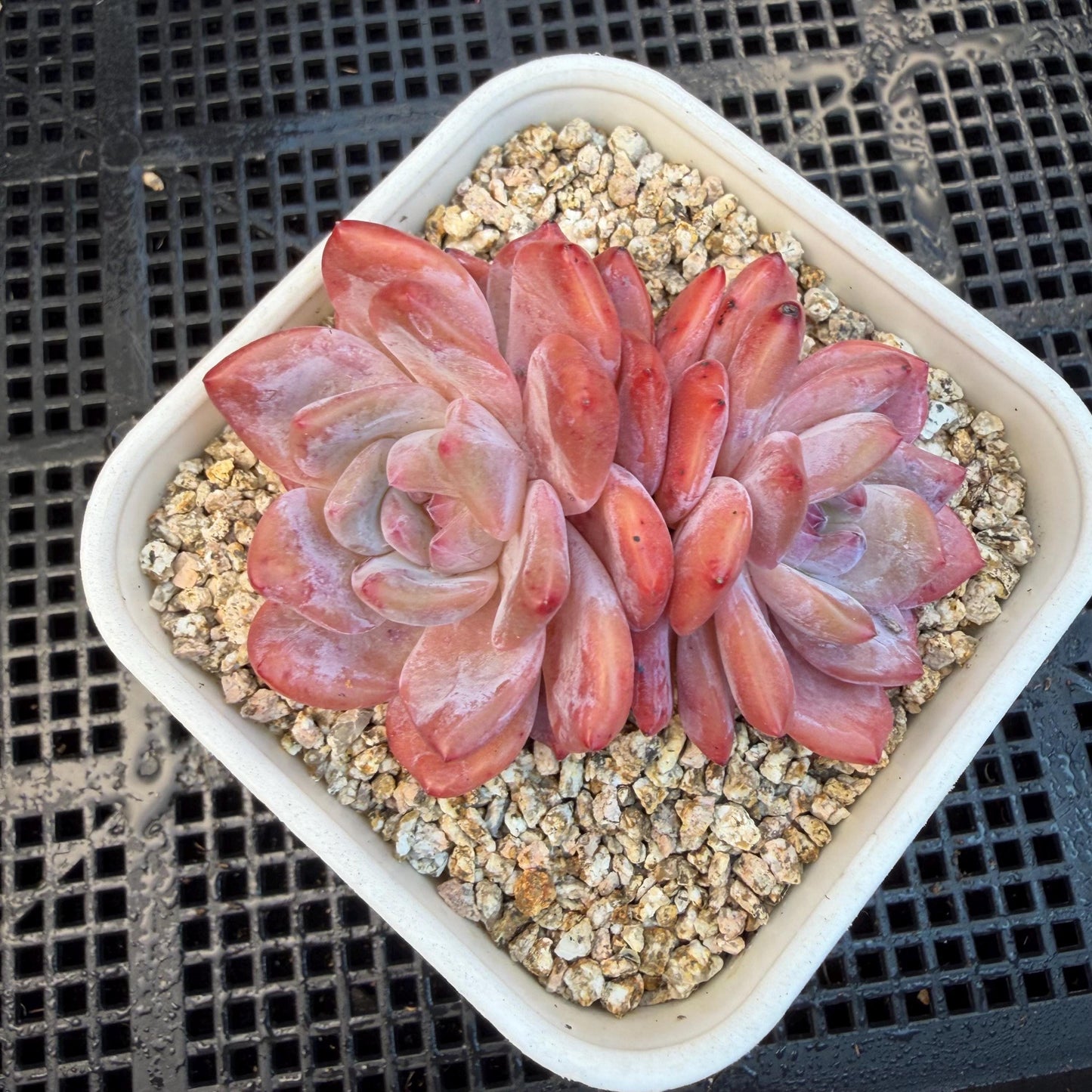 Echeveria  ‘snow Angel' , 2.7inches ,P10