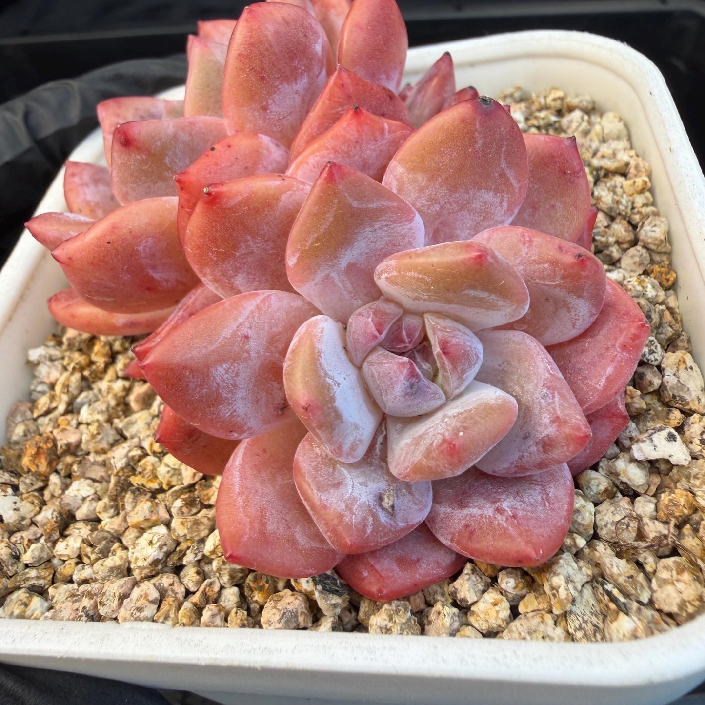 Echeveria  ‘snow Angel' , 2.7inches ,P10