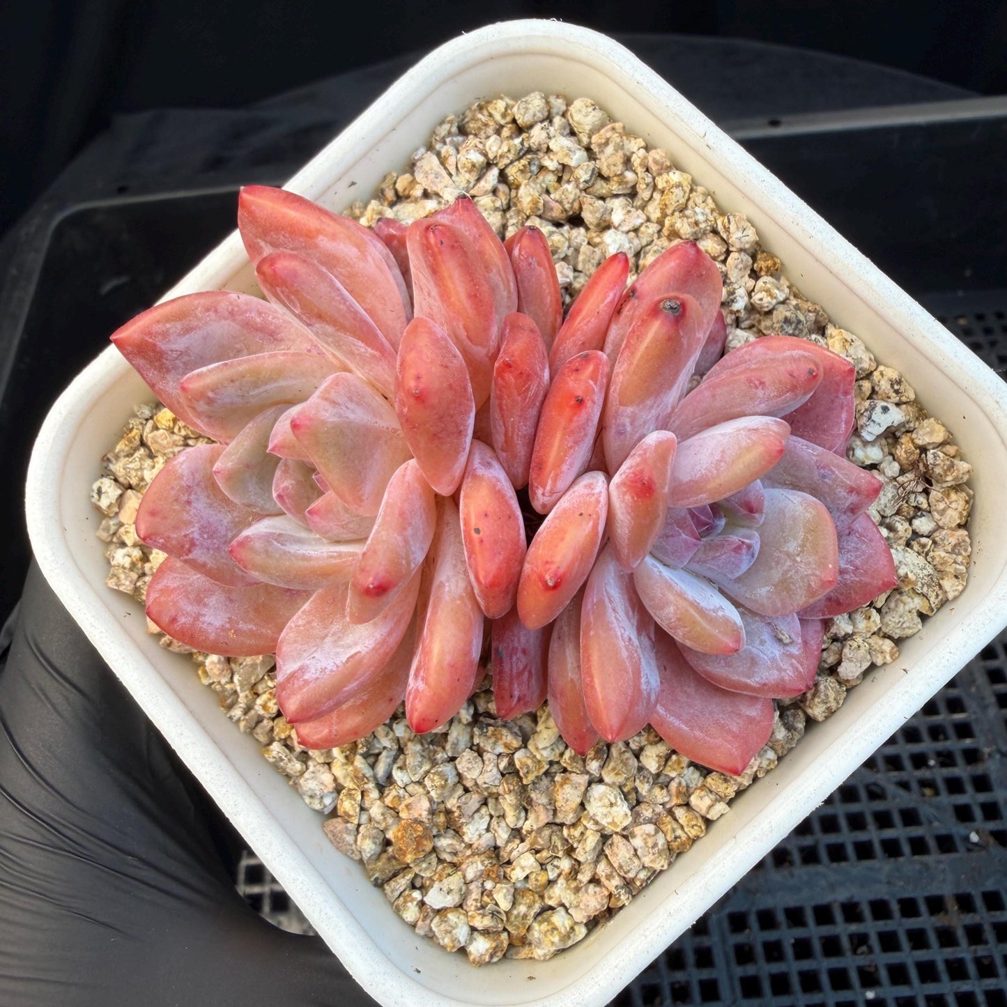 Echeveria  ‘snow Angel' , 2.7inches ,P10
