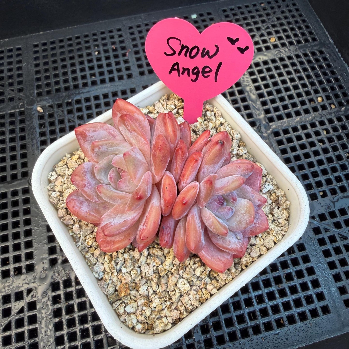 Echeveria  ‘snow Angel' , 2.7inches ,P10