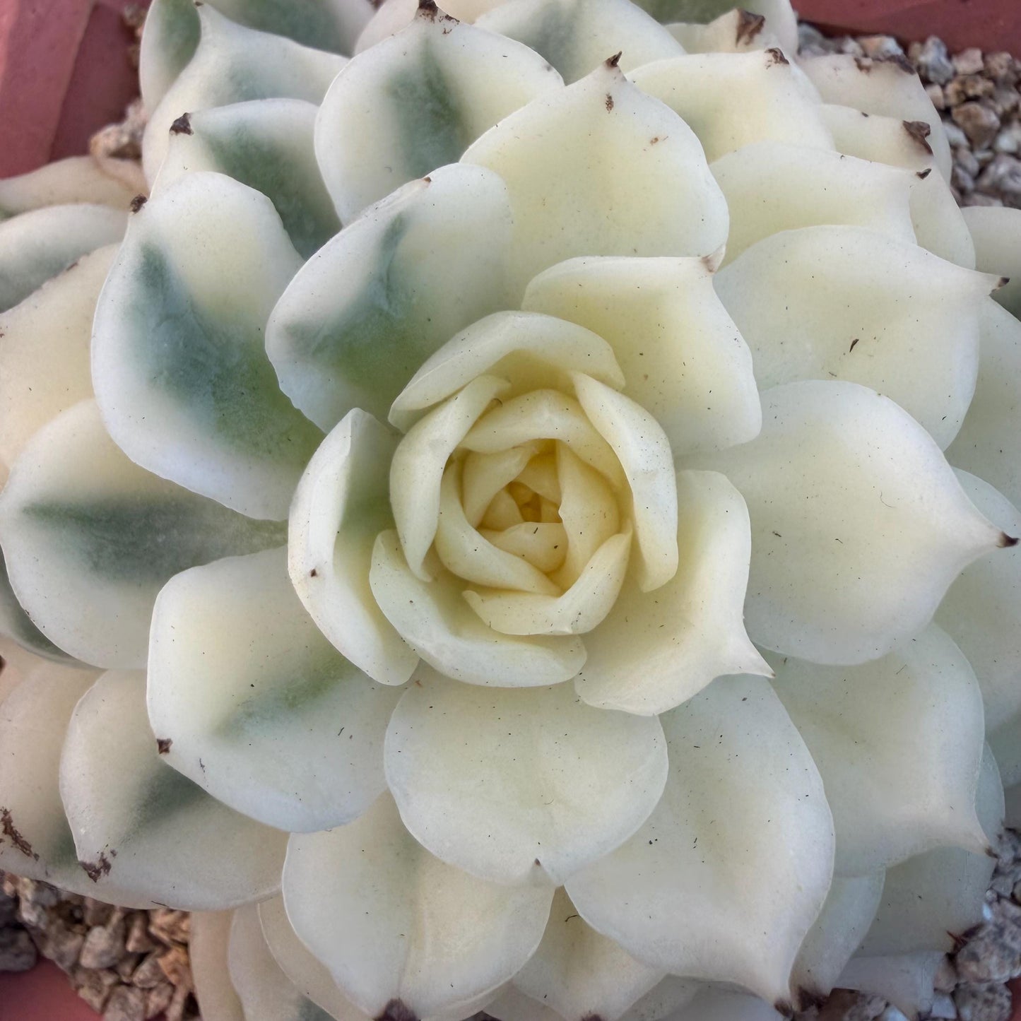 Echeveria  ‘onslow variegated ', 2.9inches ,P04
